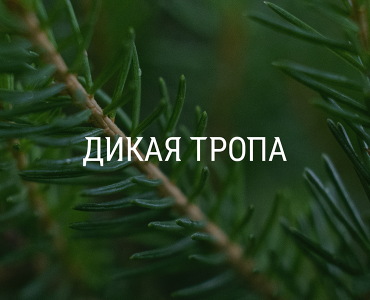 Дикая тропа | брендинг — Брендинг на Dprofile