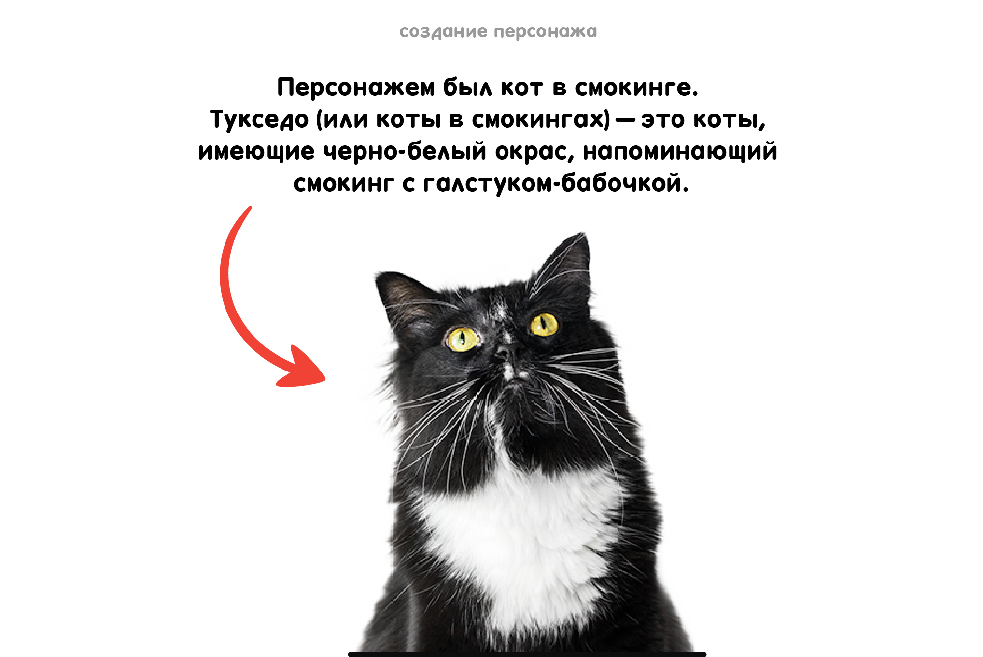 Tuxedo cat - Анимированные стикеры для Telegram — Изображение №5 — Иллюстрация, Анимация на Dprofile