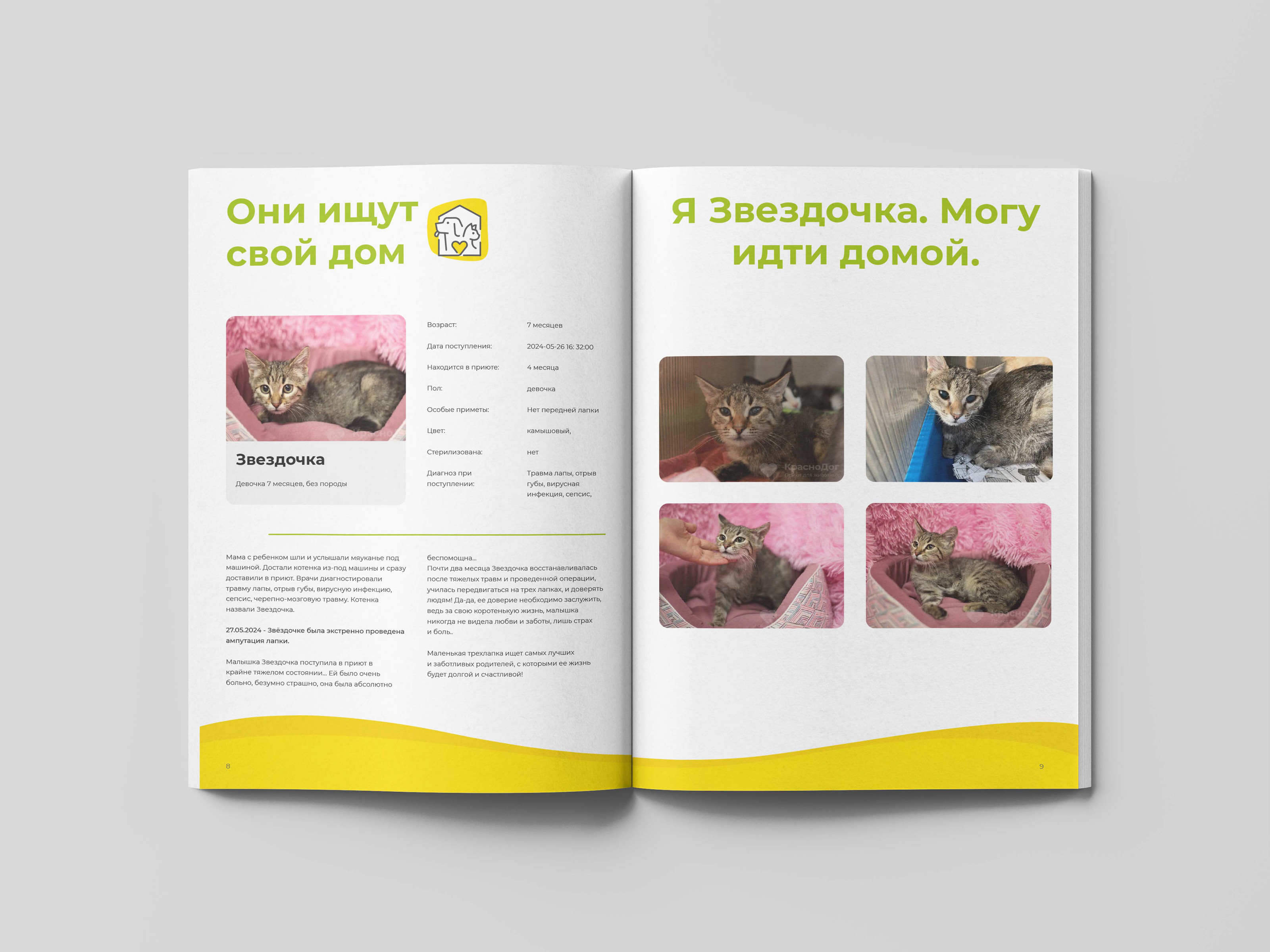 Дизайн и верстка буклета для приюта | Polygraphy — Изображение №6 — Брендинг, Графика на Dprofile