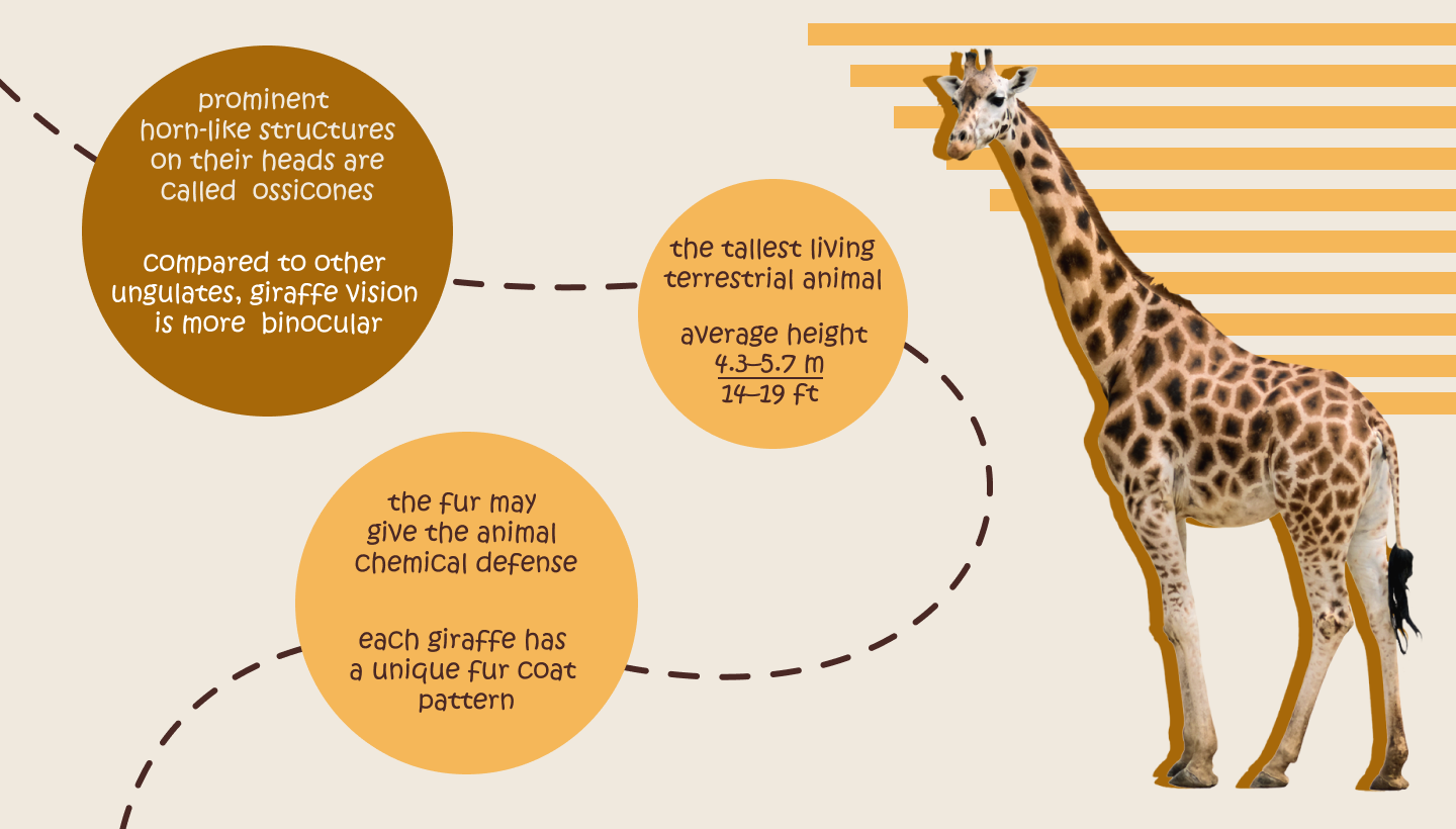 GIRAFFES — Изображение №2 — Графика, Маркетинг на Dprofile