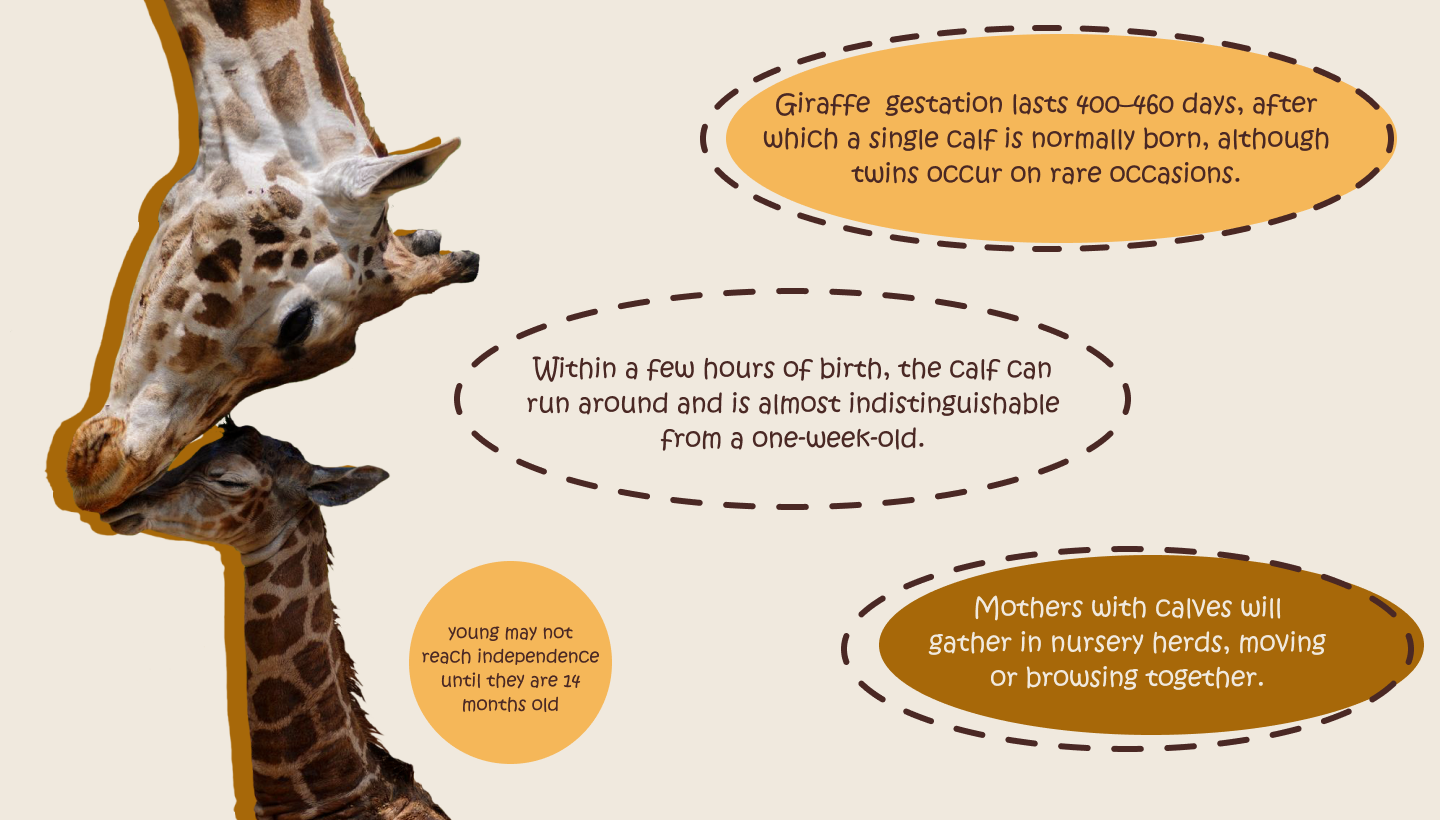 GIRAFFES — Изображение №6 — Графика, Маркетинг на Dprofile