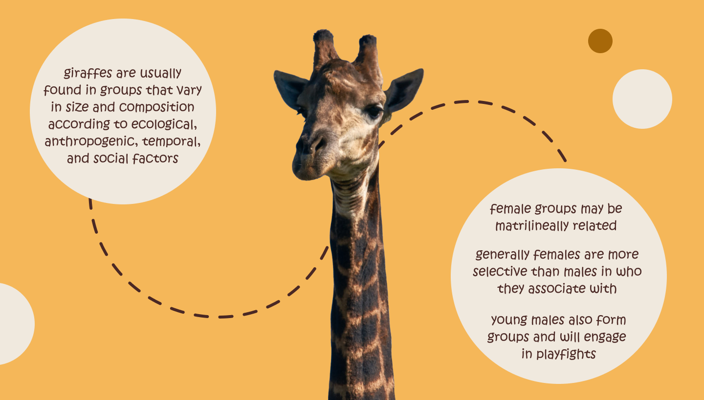 GIRAFFES — Изображение №5 — Графика, Маркетинг на Dprofile