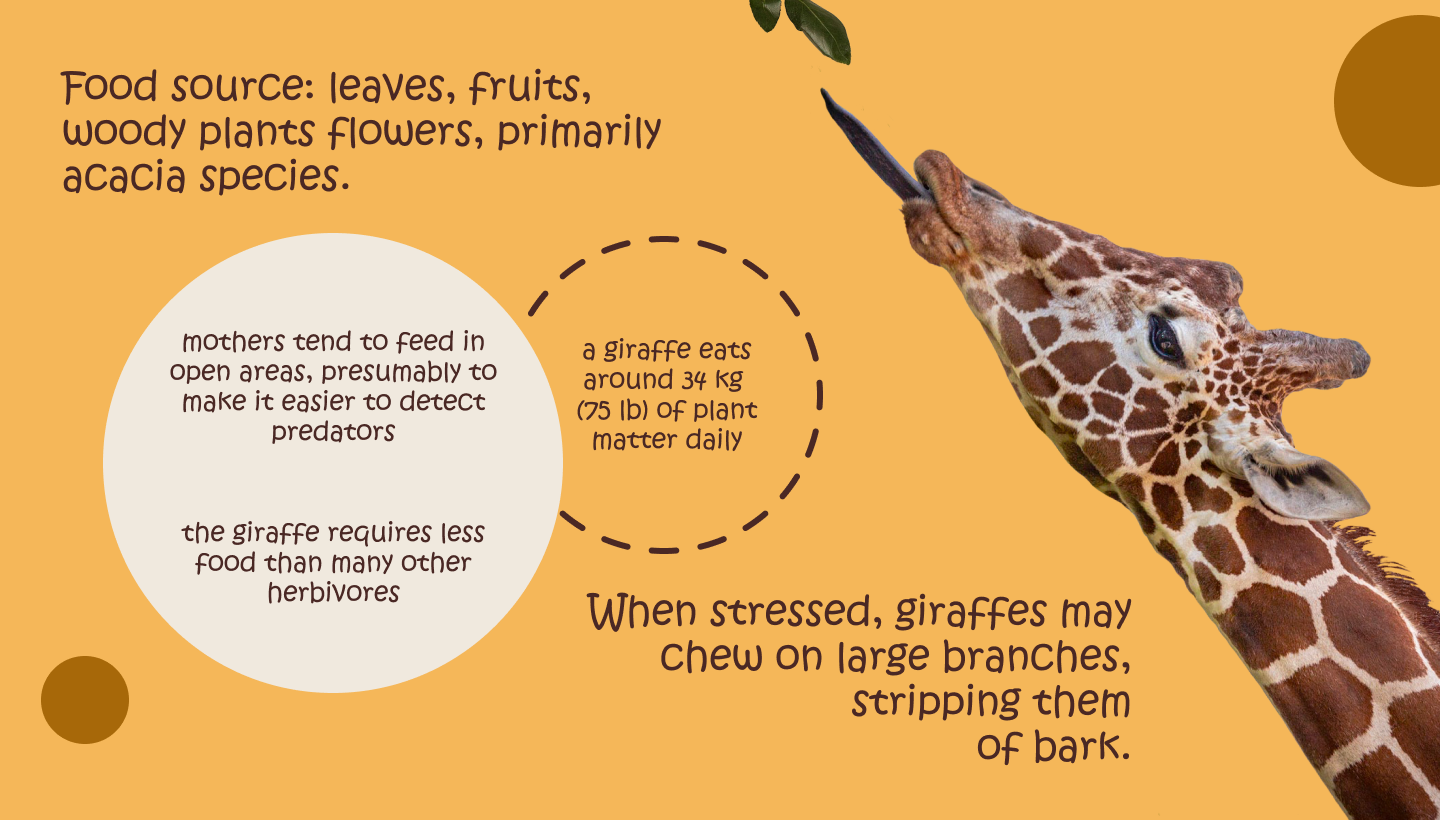 GIRAFFES — Изображение №3 — Графика, Маркетинг на Dprofile