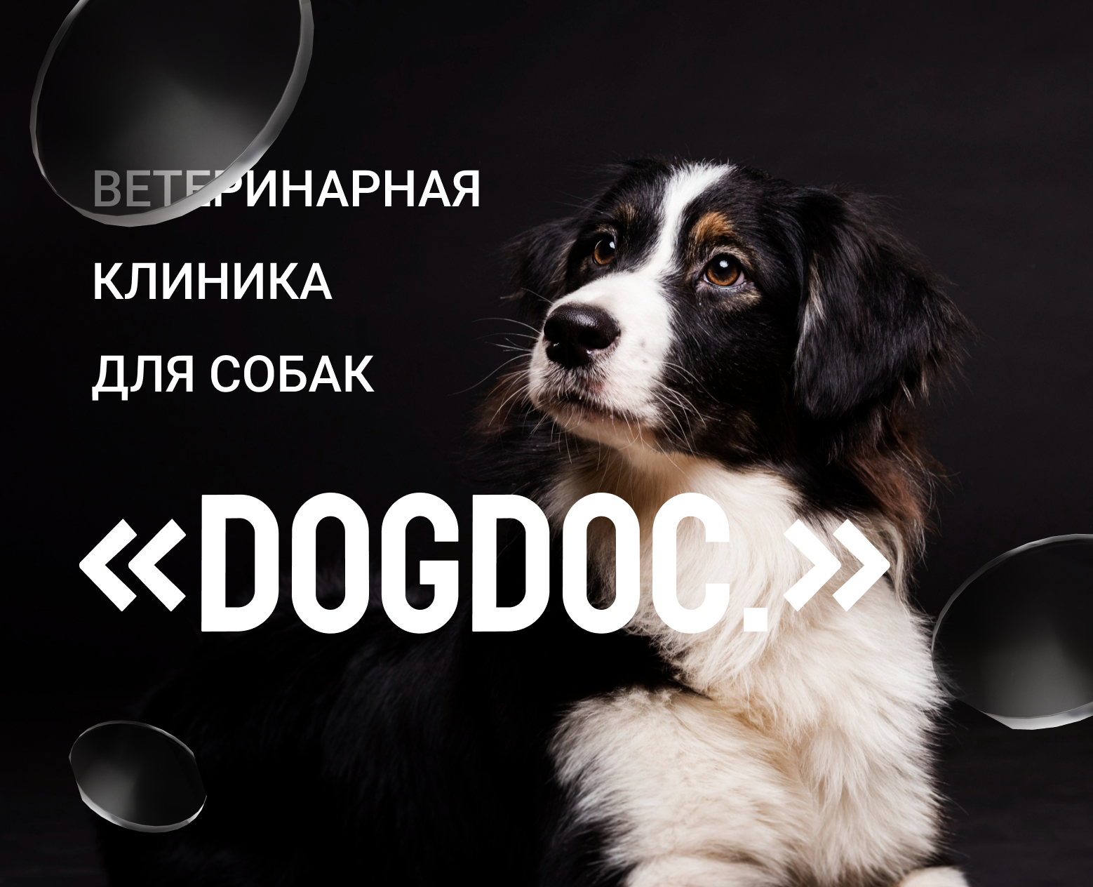 Сайт для ветеринарной клиники — Брендинг на Dprofile