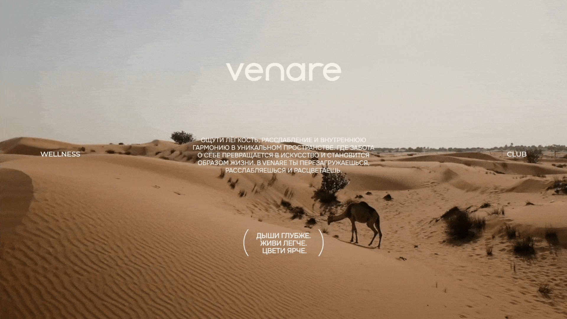 VENARE WELLNESS CLUB / логотип&айдентика — Изображение №2 — Брендинг на Dprofile