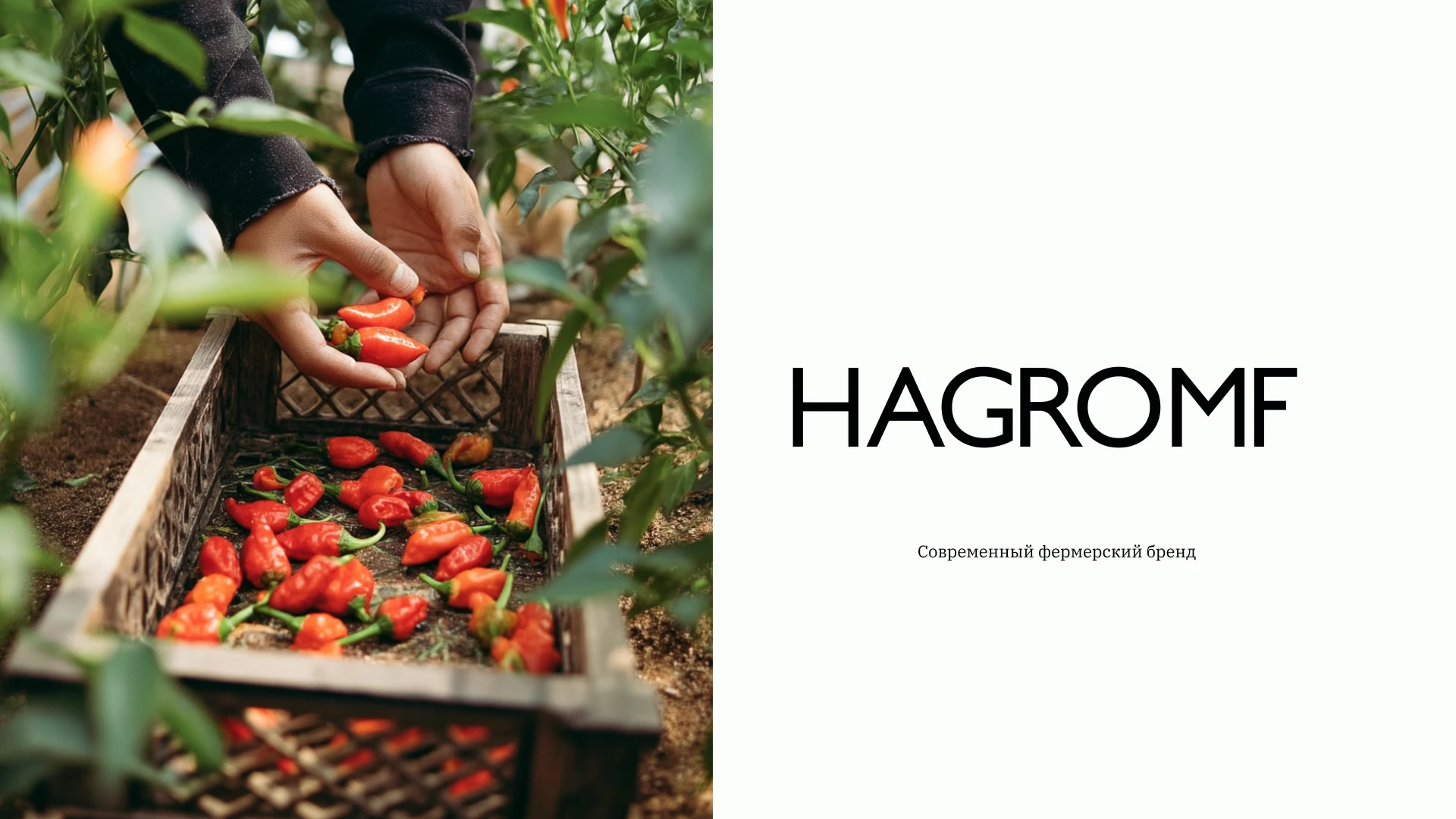 фермерский фирменный стиль — Изображение №1 — Брендинг на Dprofile