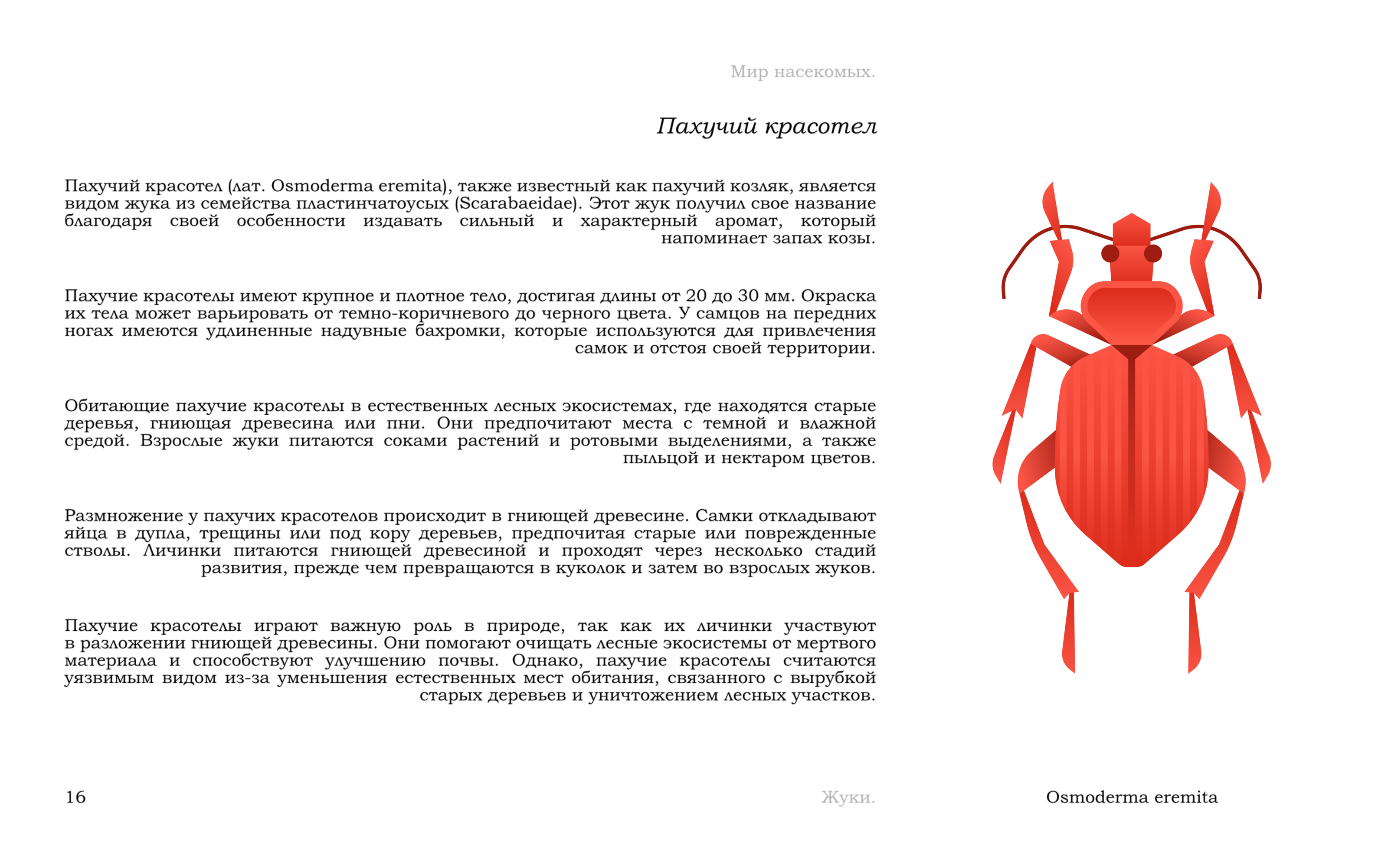 Жуки — Изображение №19 — Иллюстрация, Графика на Dprofile