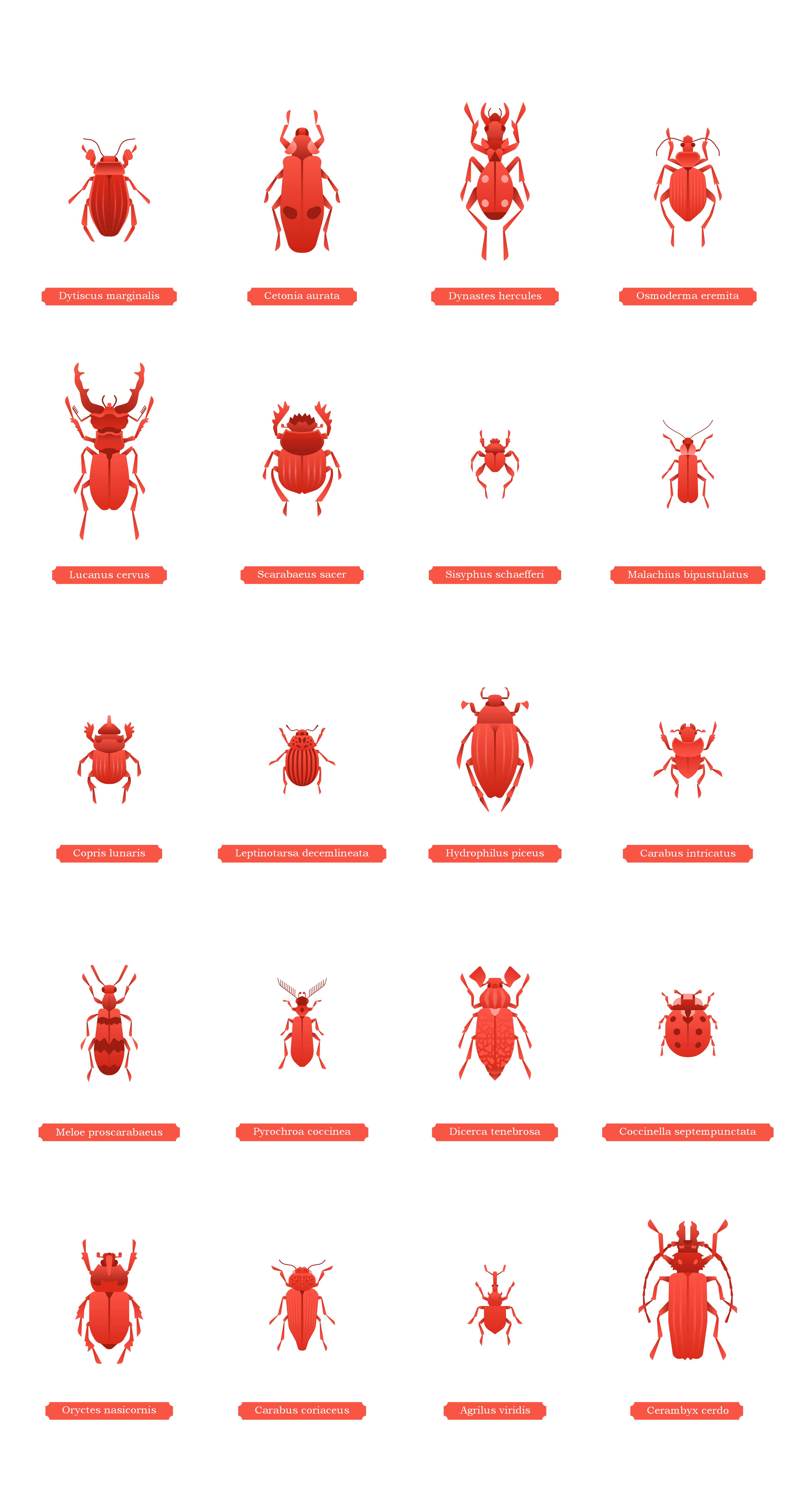 Жуки — Изображение №3 — Иллюстрация, Графика на Dprofile