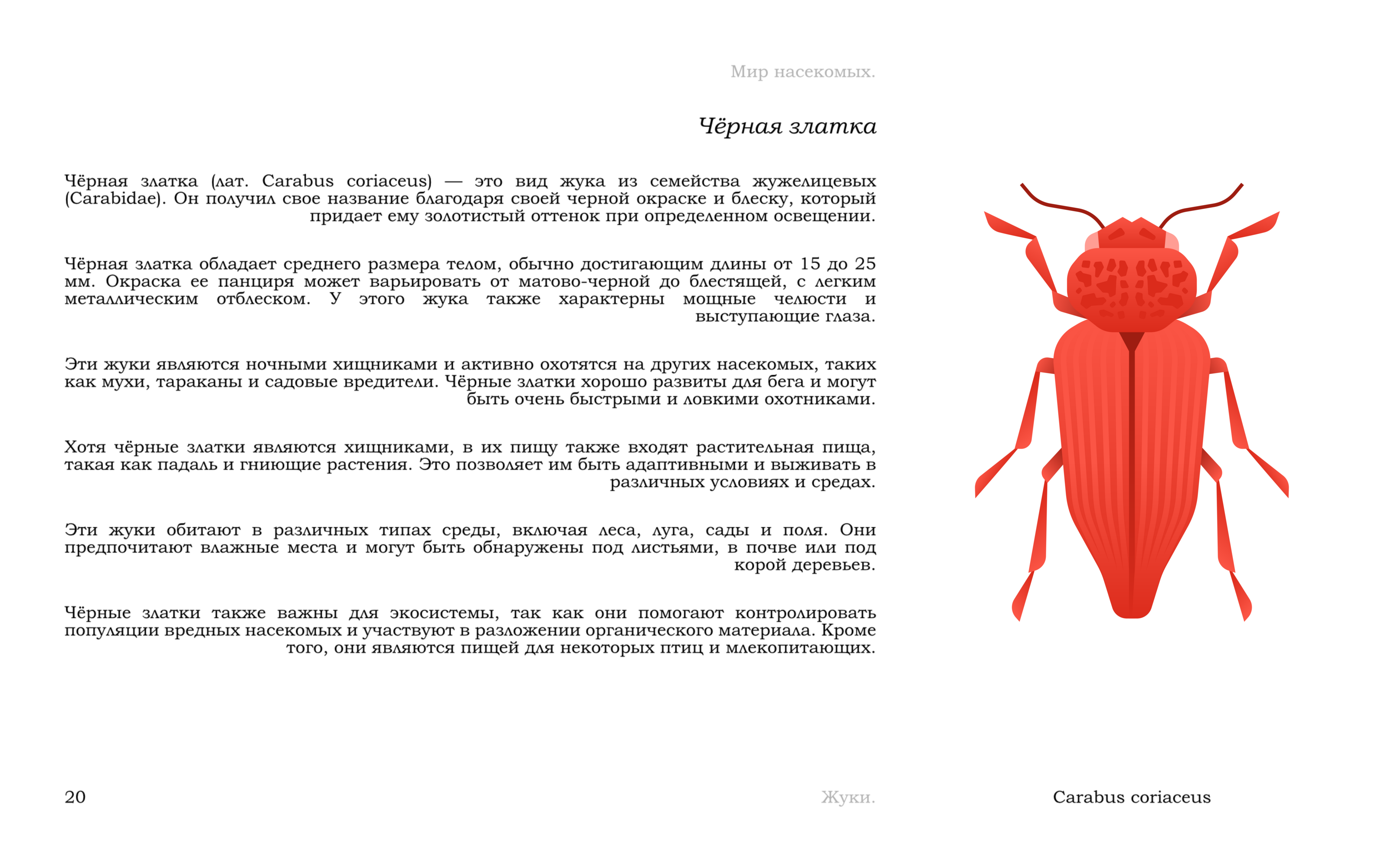 Жуки — Изображение №23 — Иллюстрация, Графика на Dprofile