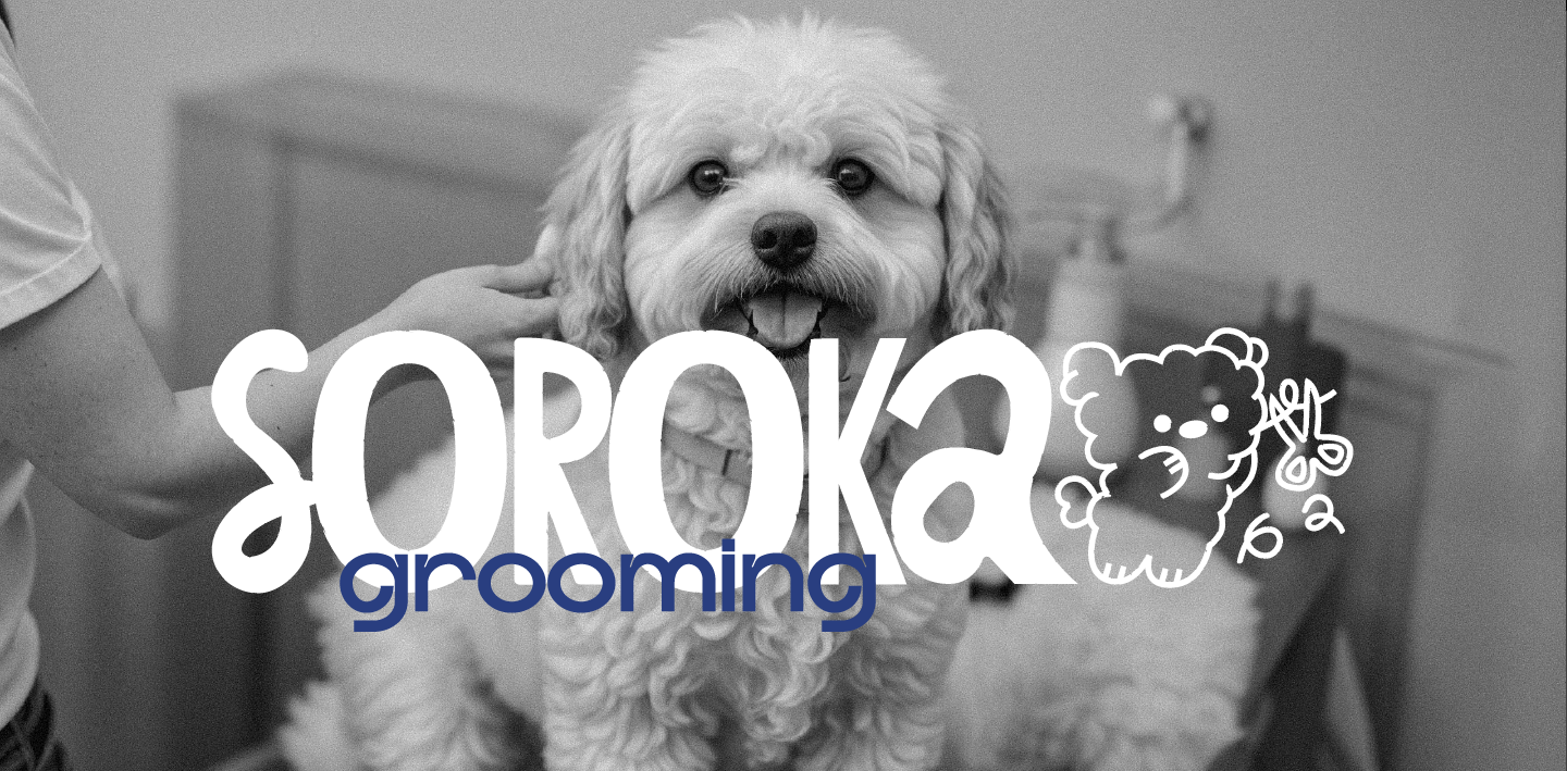 Brand Identity | SOROKA — Изображение №1 — Брендинг, Иллюстрация на Dprofile