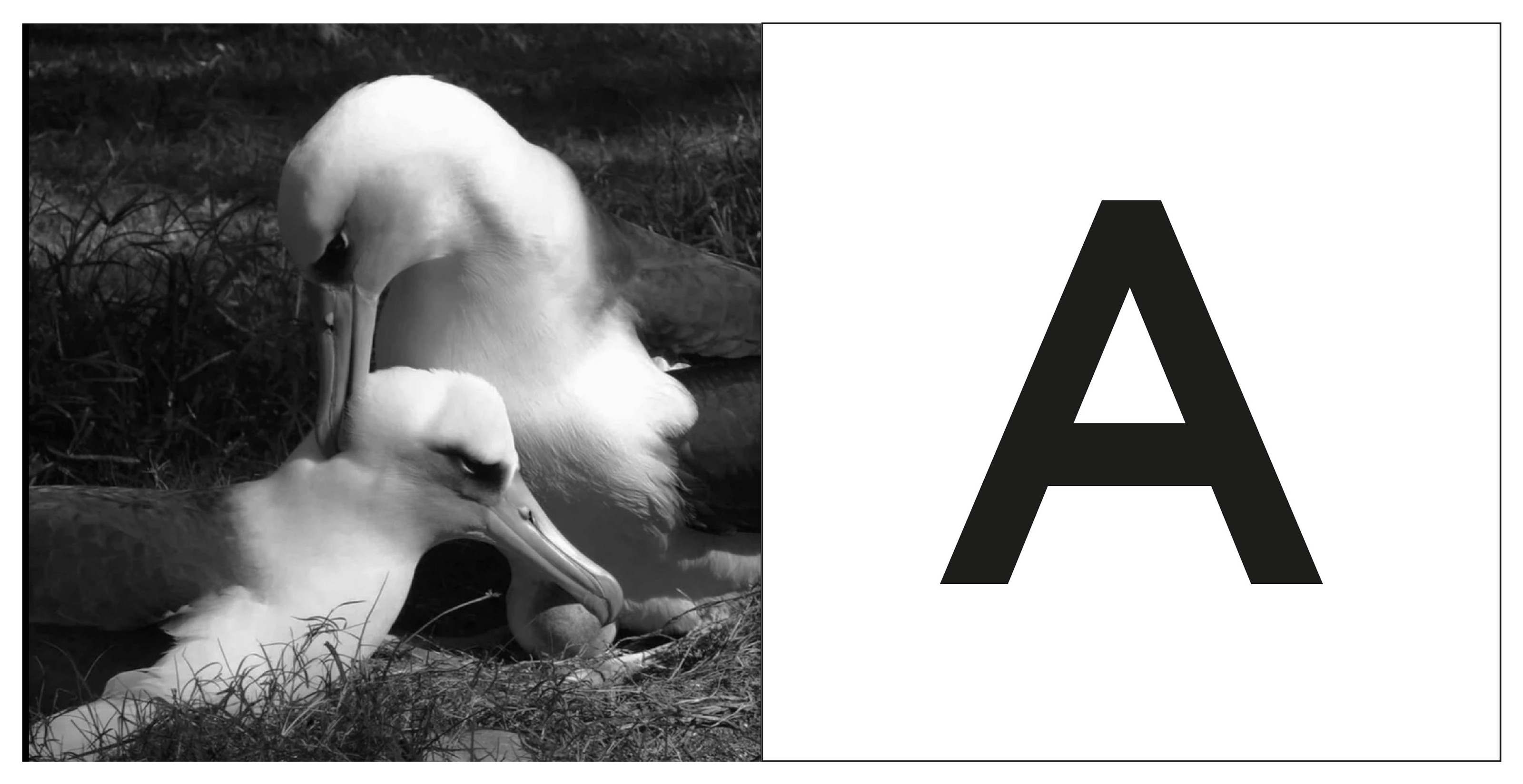 Азбука (для типографа) — Изображение №2 — Графика на Dprofile