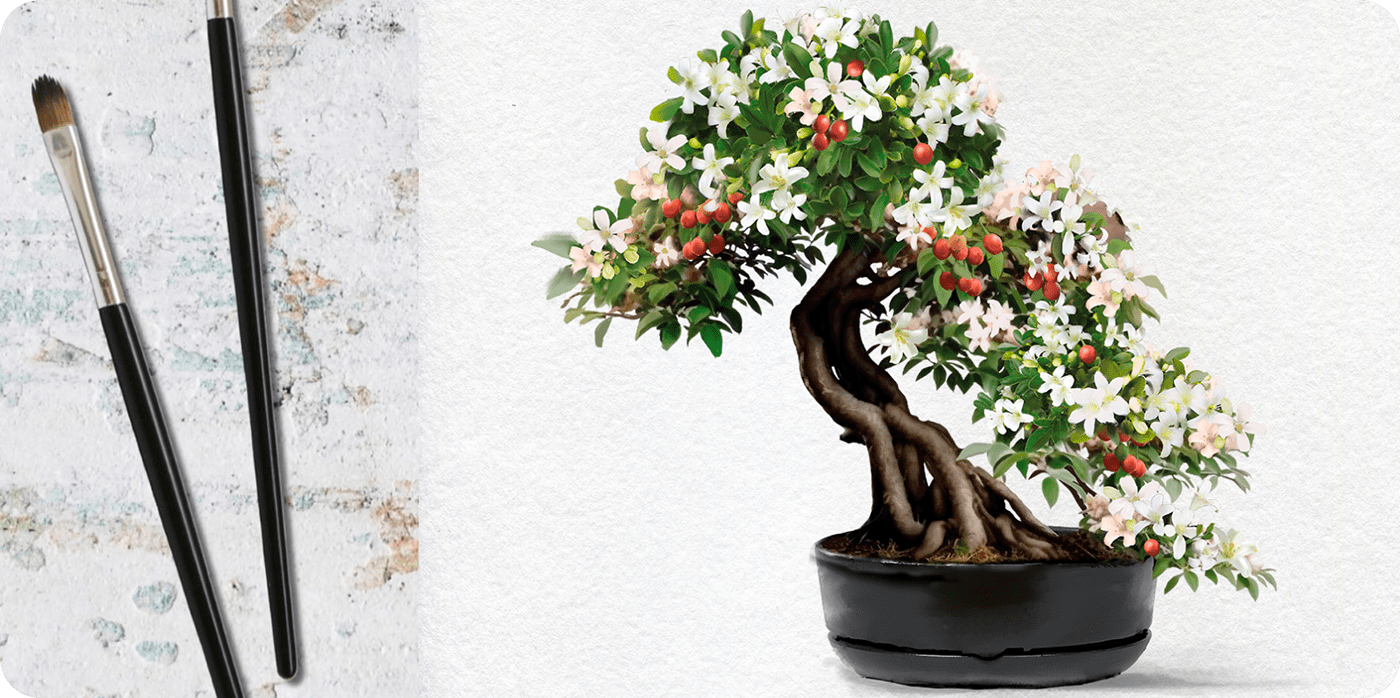 Дизайн упаковки наборов для выращивания. Серия “Бонсай” — Изображение №2 — Брендинг, Графика на Dprofile