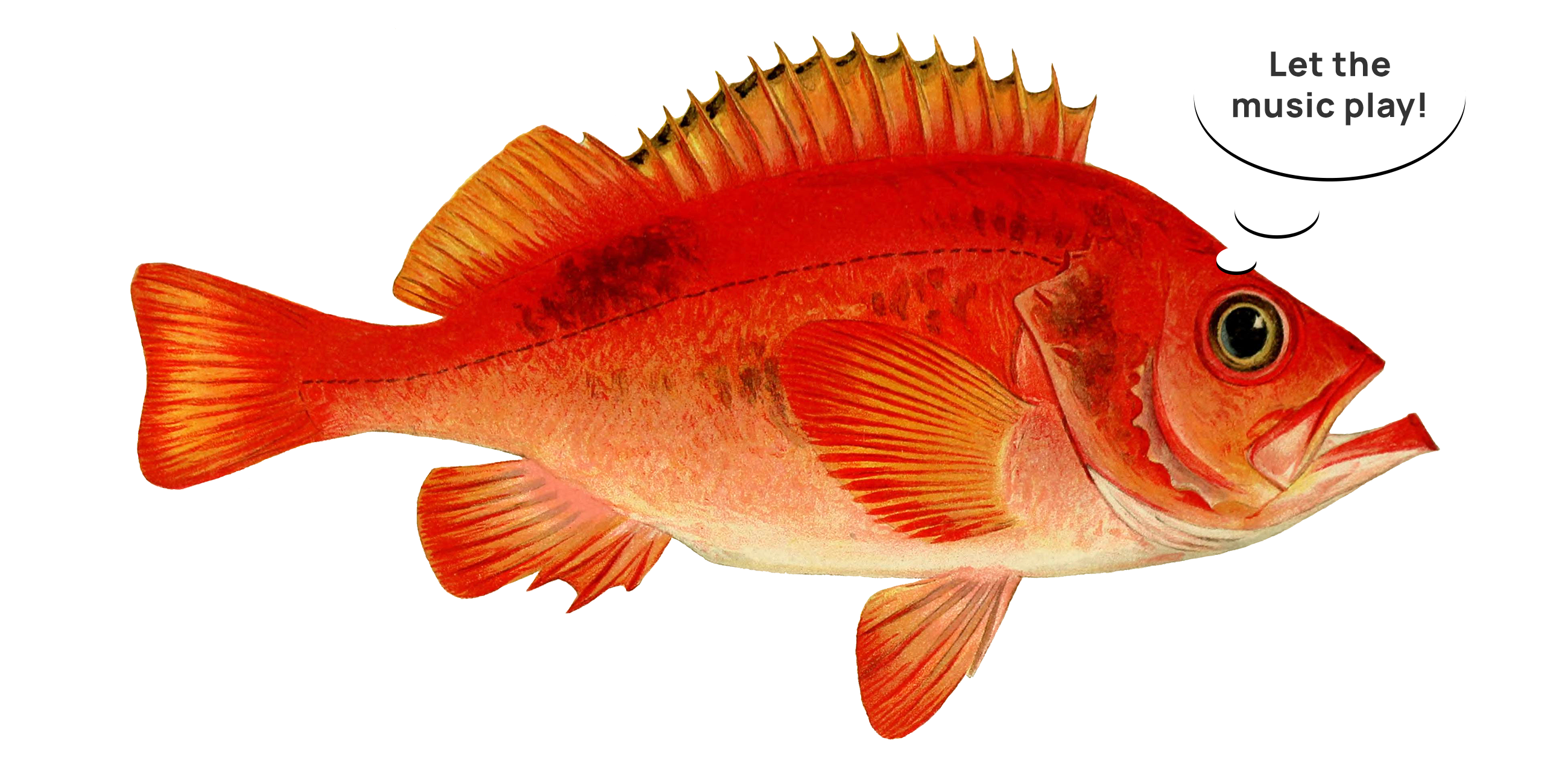 Логотип Anton Fish — Изображение №7 — Брендинг на Dprofile