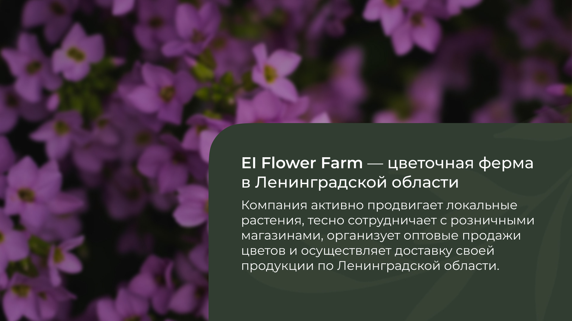 El Flower Farm баннер — Изображение №2 — Маркетинг на Dprofile