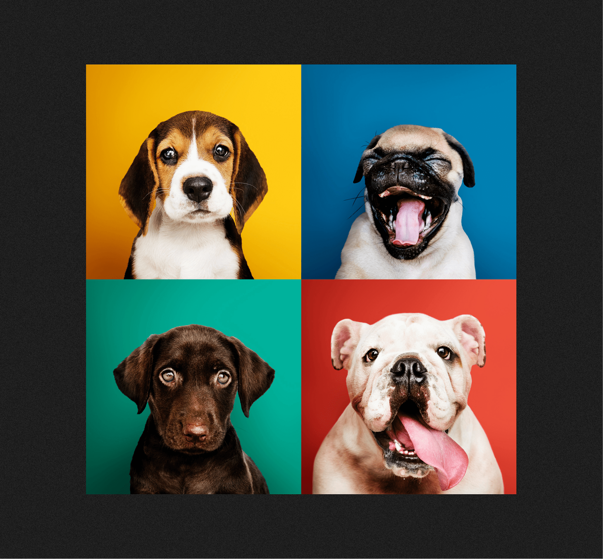 Purina Corporate website UX/UI redesign — Изображение №3 — Интерфейсы, Анимация на Dprofile