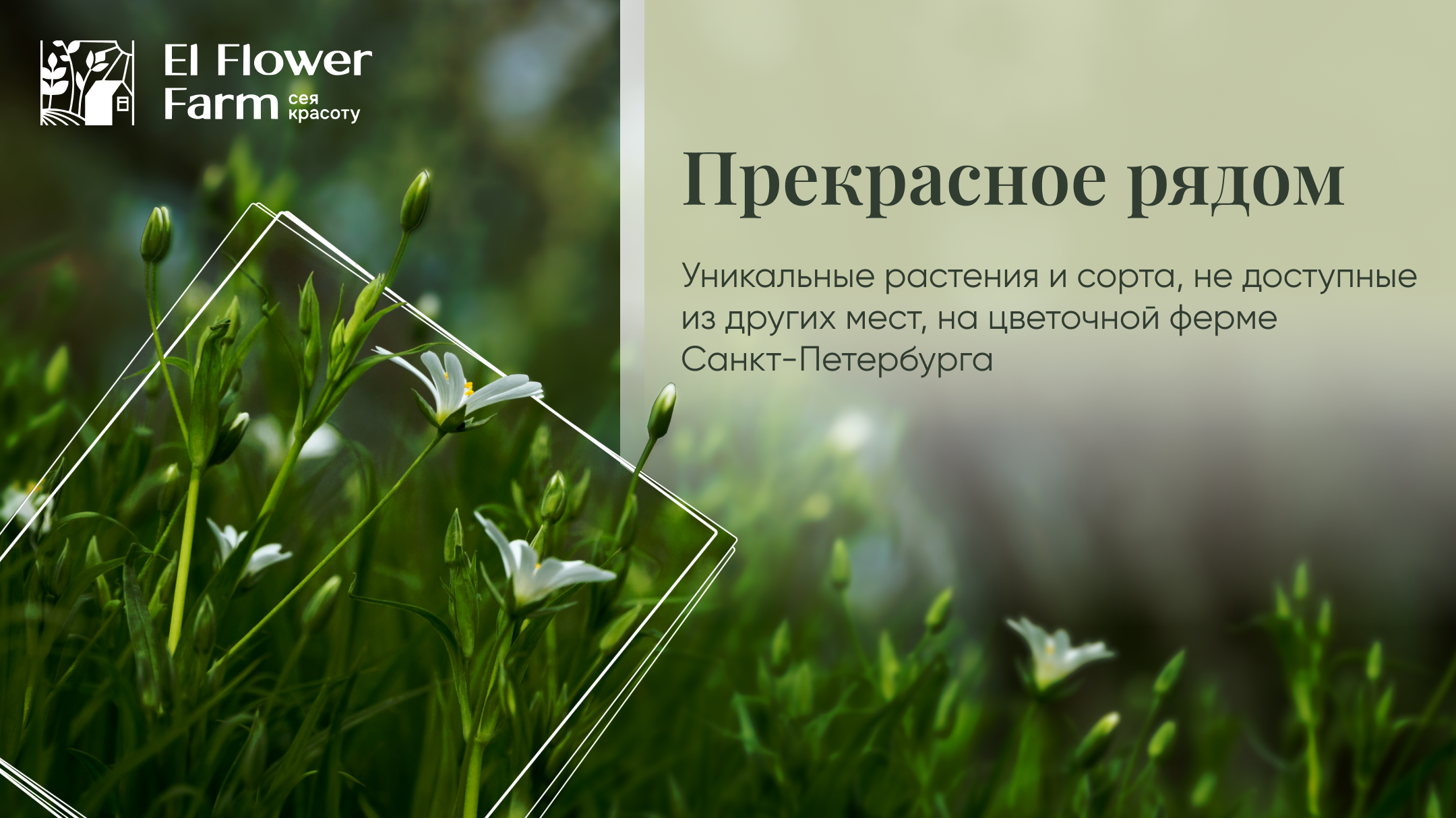 Banner for flower shop — Изображение №5 — Маркетинг на Dprofile