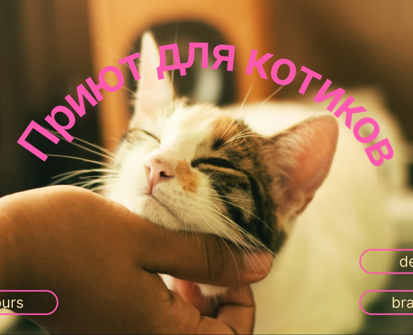Animal shelter/Приют для котиков — Интерфейсы, Брендинг на Dprofile