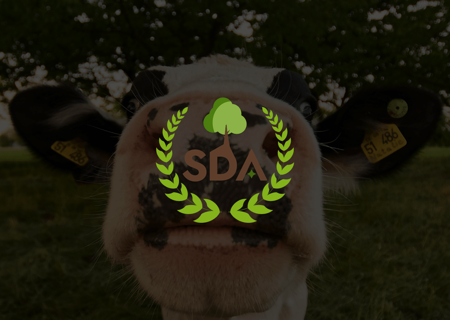 SDA — Изображение №1 — Брендинг на Dprofile