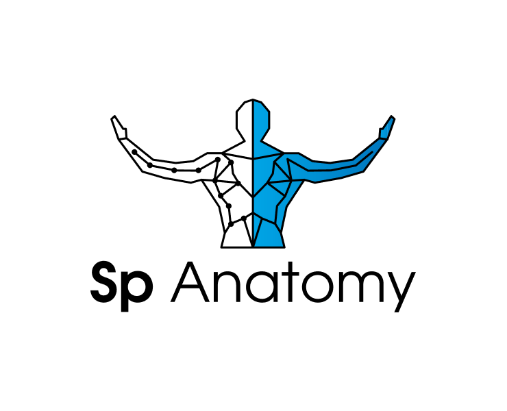 Sp Anatomy на Dprofile