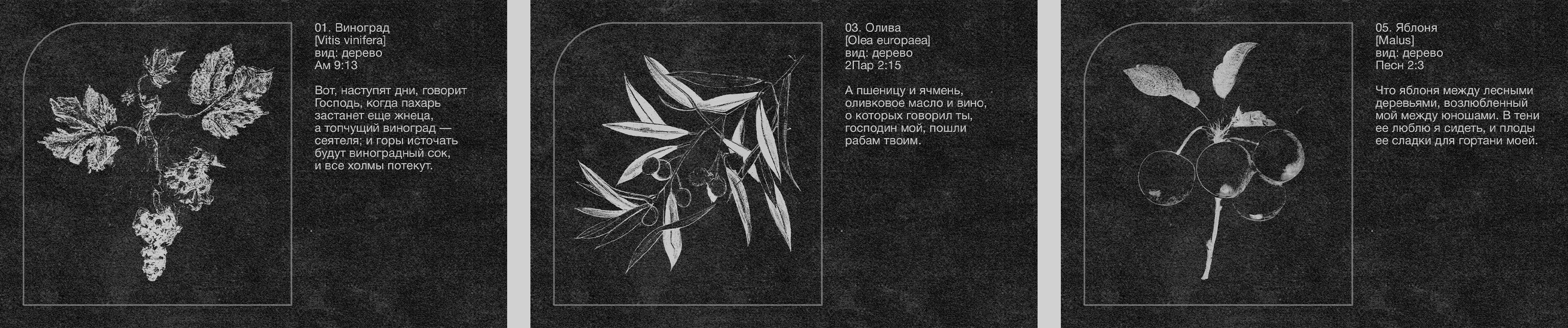 Hierobotanicon | Graphic Poster — Изображение №8 — Иллюстрация, Графика на Dprofile
