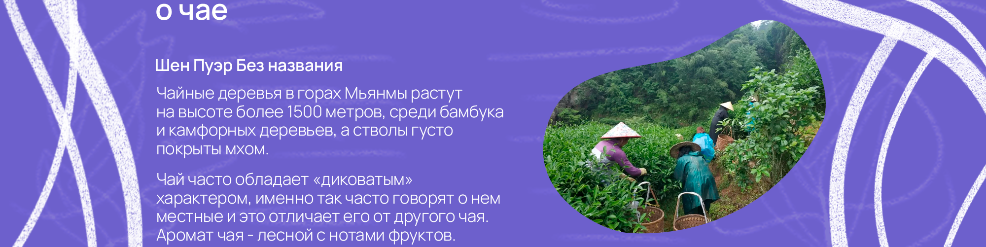 Иллюстрации для упаковки чая Neva — Изображение №2 — Брендинг, Иллюстрация на Dprofile