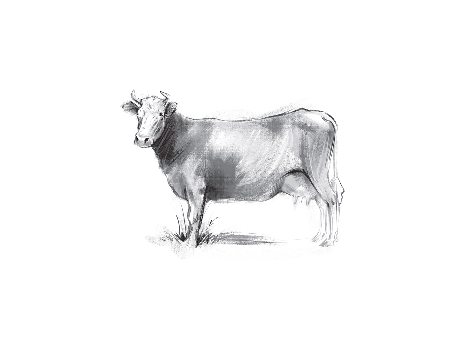 Dairy products design — Изображение №24 — Брендинг, Иллюстрация на Dprofile