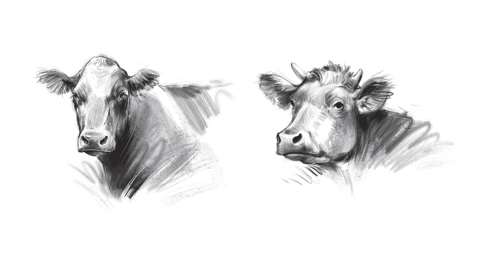 Dairy products design — Изображение №34 — Брендинг, Иллюстрация на Dprofile
