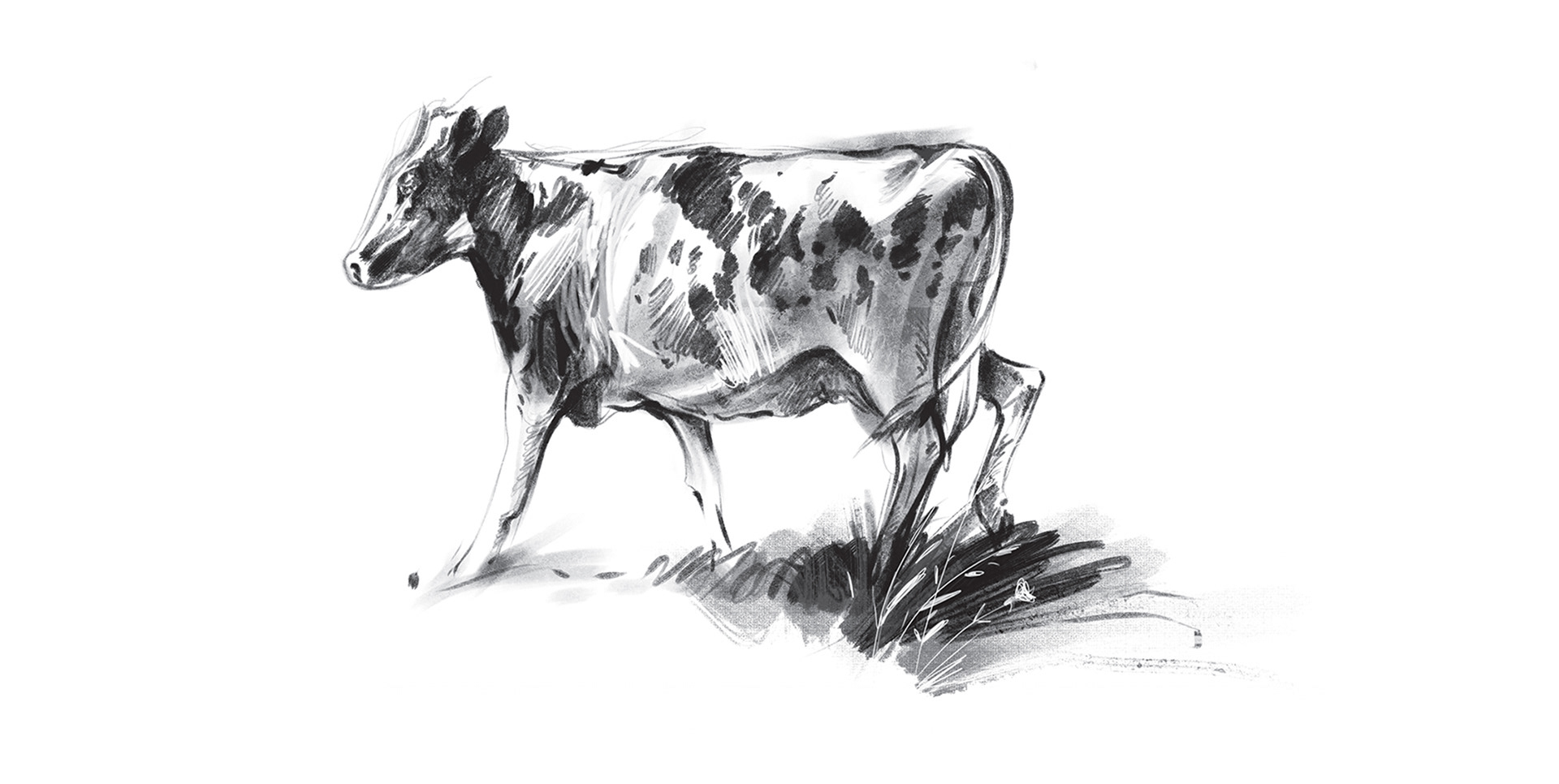 Dairy products design — Изображение №17 — Брендинг, Иллюстрация на Dprofile