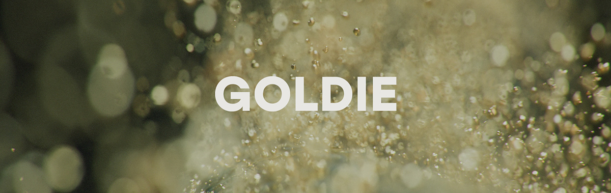 Goldie 3D Animation — Изображение №1 — 3D, Анимация на Dprofile