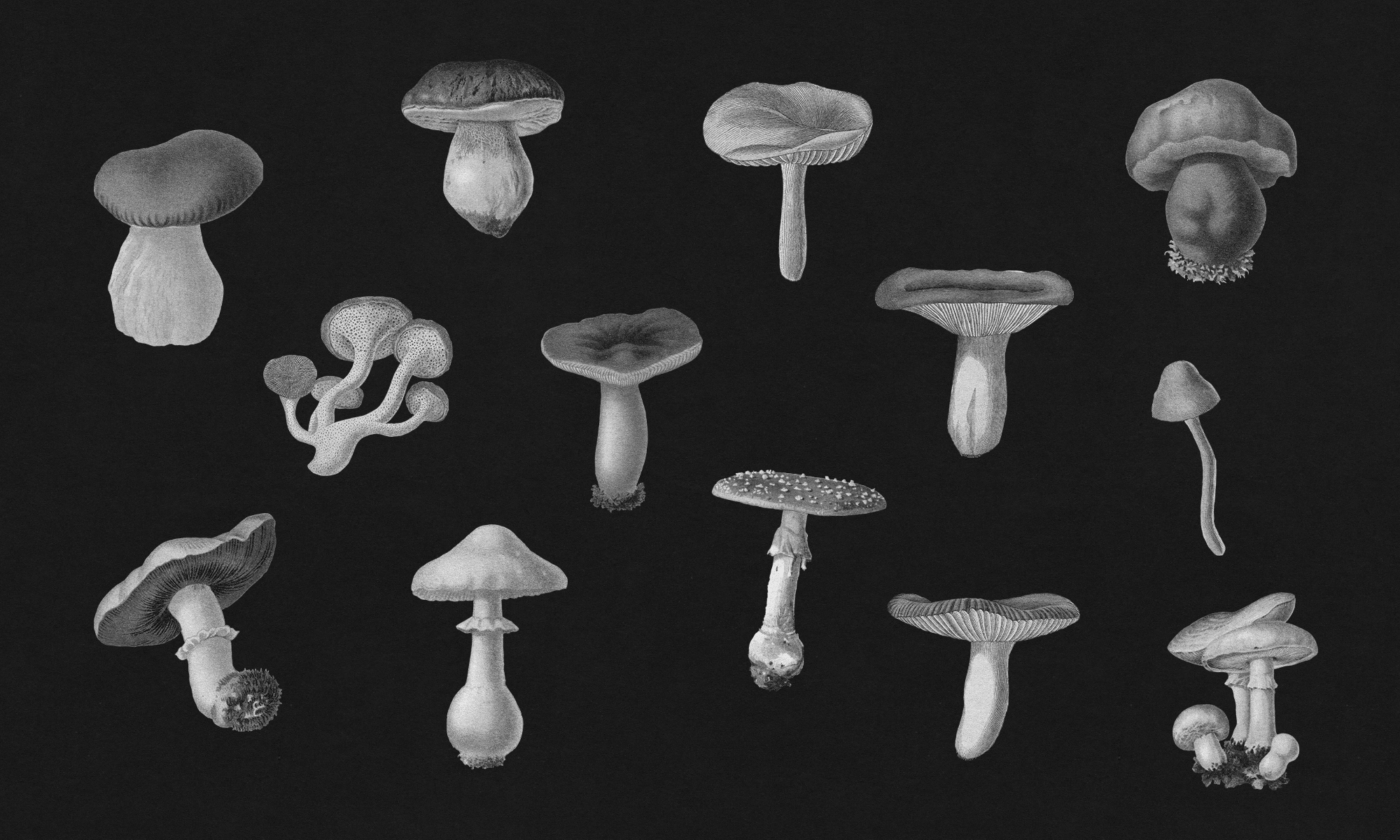Проект Collage & Mushrooms — Изображение №2 — Иллюстрация, Графика на Dprofile