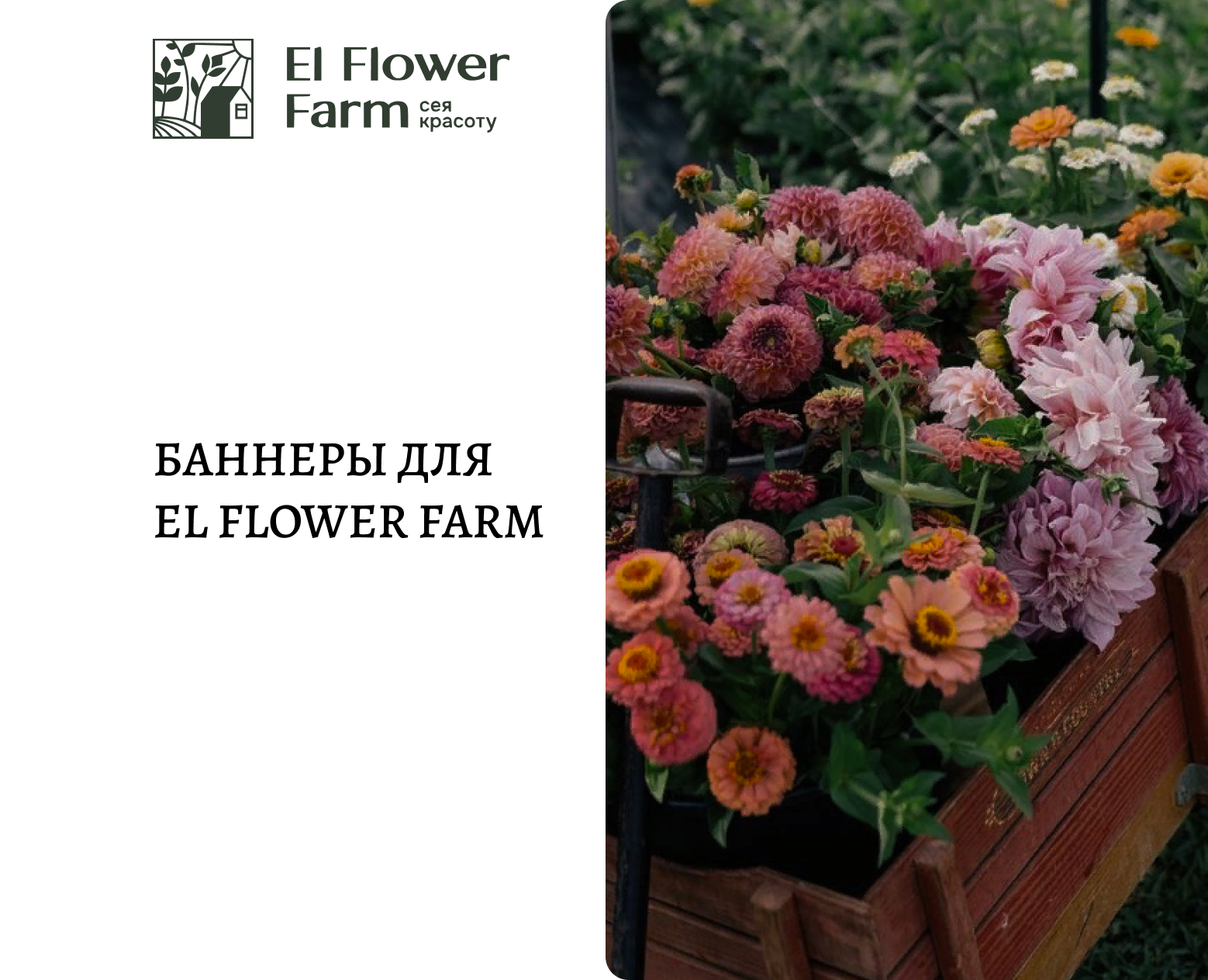 Баннеры для El Flower Farm на Dprofile