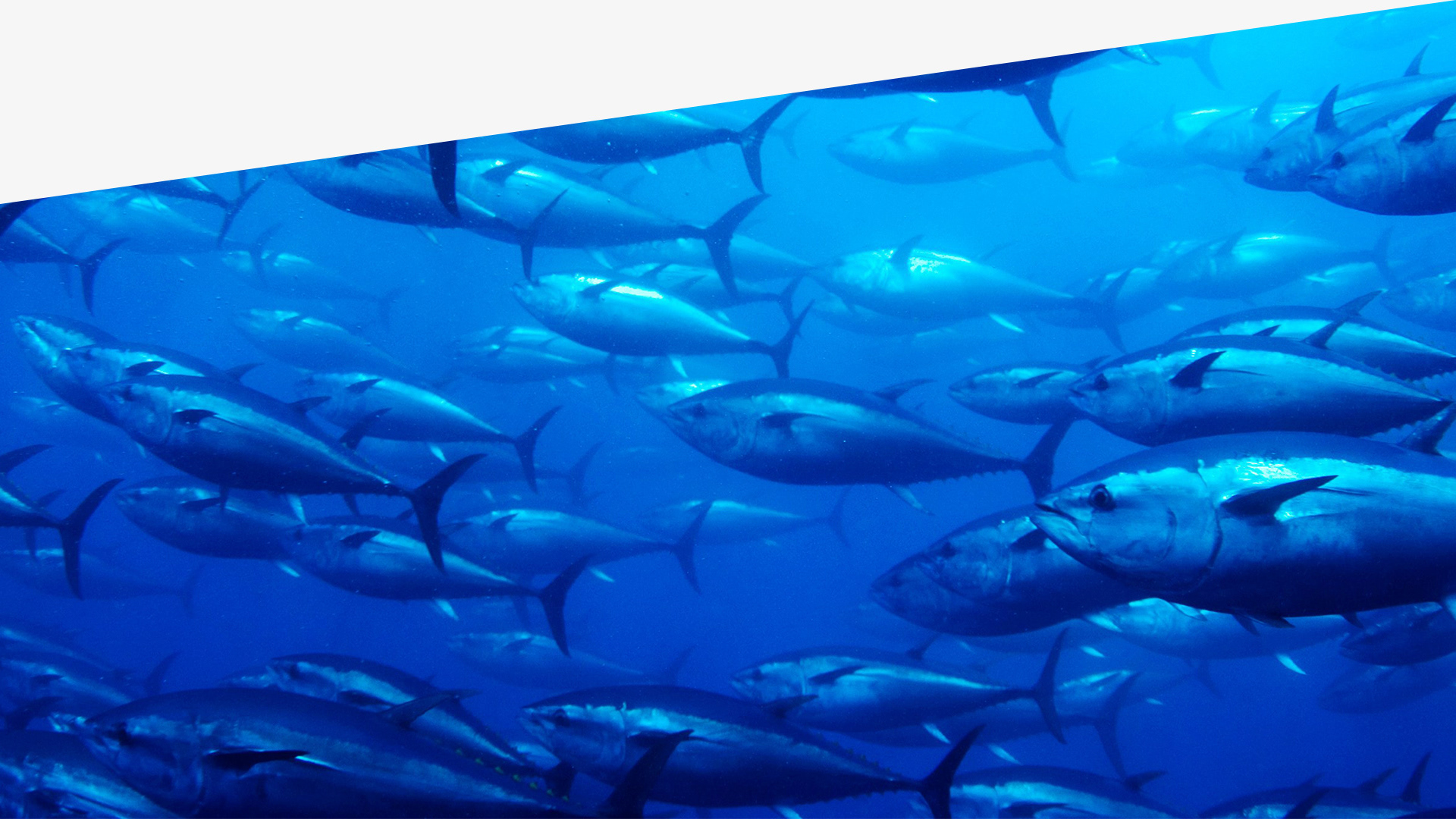 Integra labels design 2018 — Изображение №5 — Брендинг на Dprofile