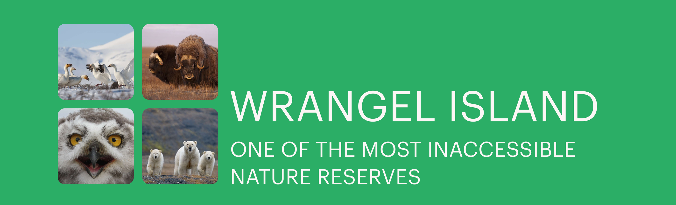 Redesign of the Wrangel Nature Reserve website — Изображение №3 — Интерфейсы, Графика, Анимация на Dprofile