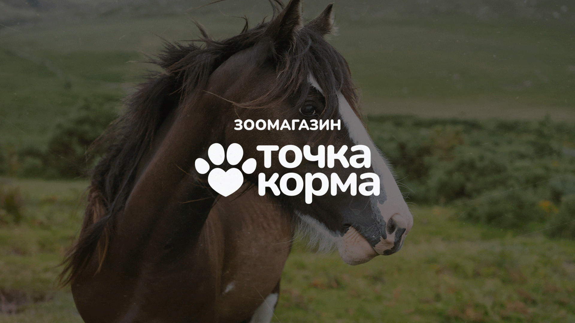 Зоомагазин | Ребрендинг | Фирменный стиль — Изображение №6 — Брендинг на Dprofile