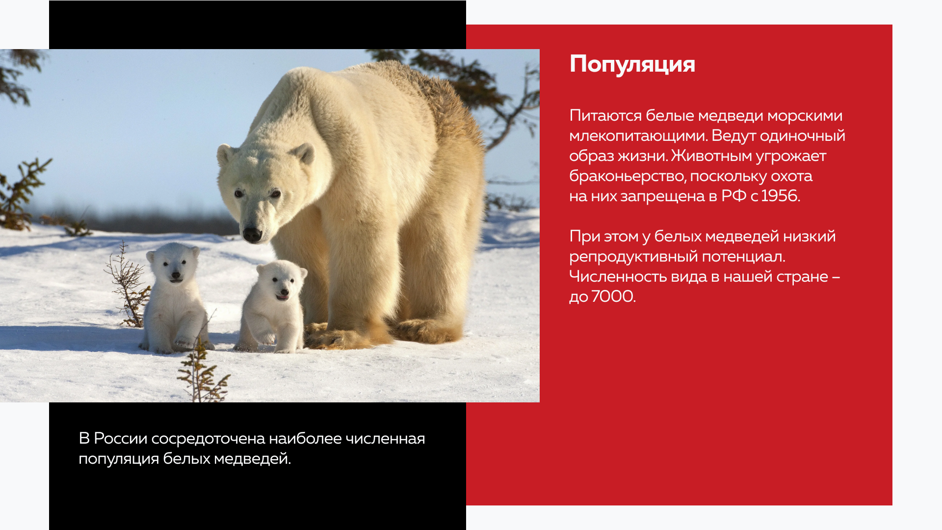 Презентация о краснокнижных животных России — Изображение №12 — Графика, Маркетинг на Dprofile