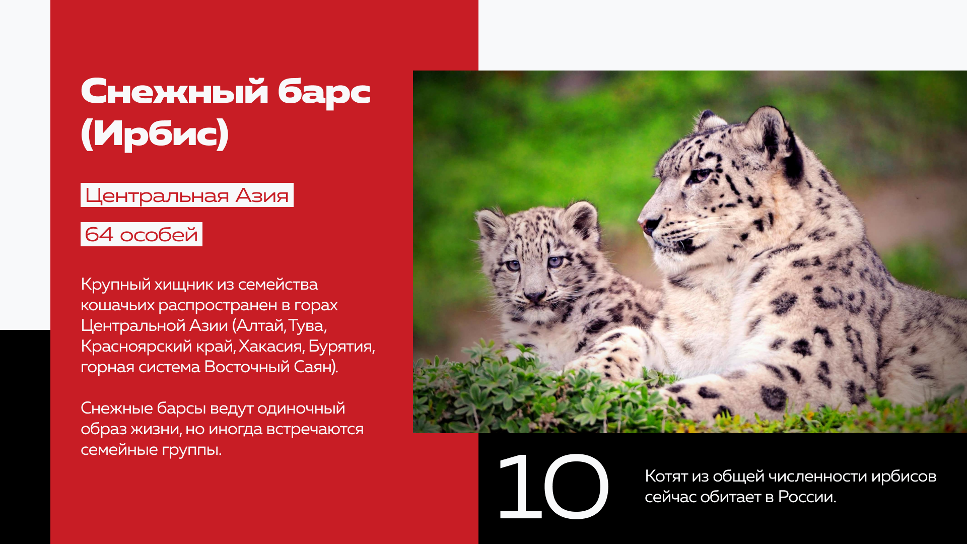 Презентация о краснокнижных животных России — Изображение №7 — Графика, Маркетинг на Dprofile