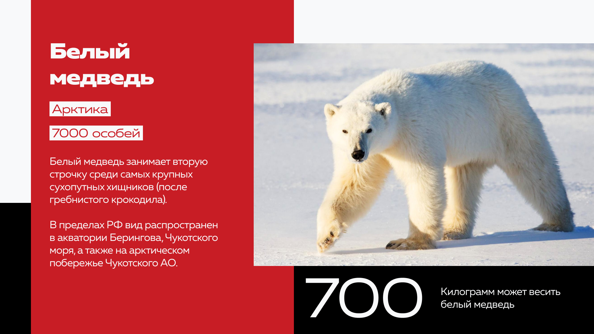 Презентация о краснокнижных животных России — Изображение №11 — Графика, Маркетинг на Dprofile