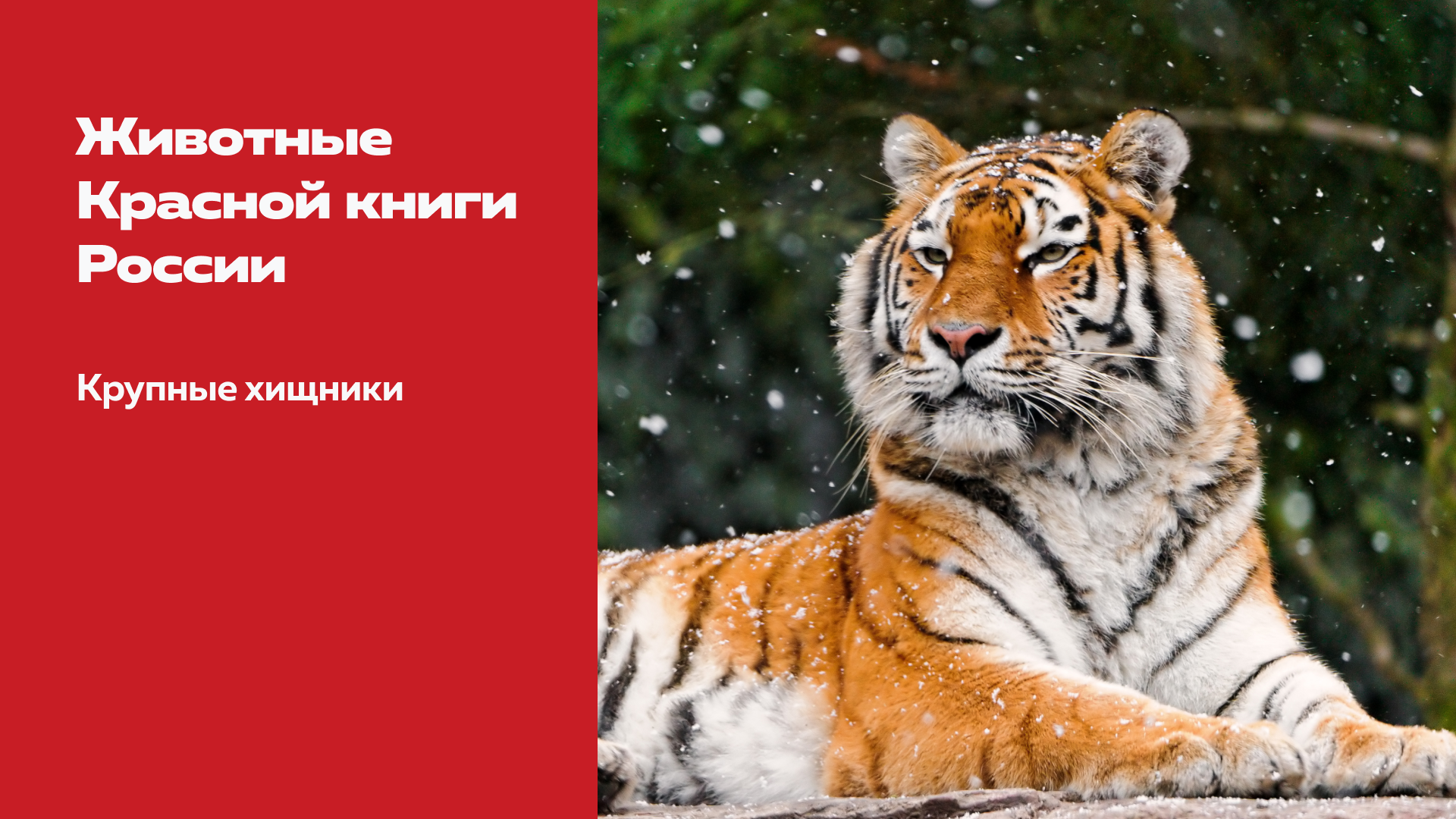 Презентация о краснокнижных животных России — Изображение №2 — Графика, Маркетинг на Dprofile