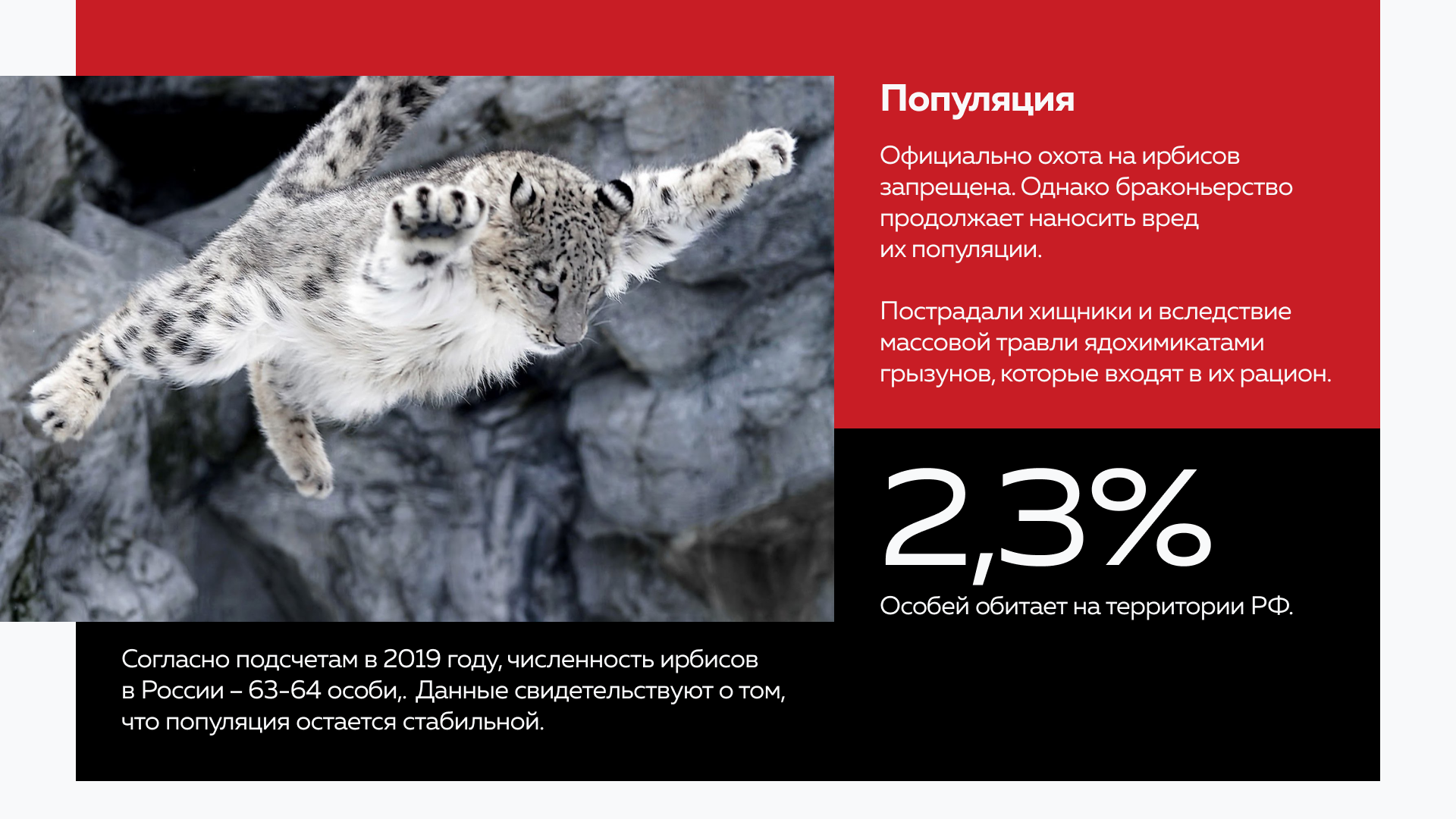 Презентация о краснокнижных животных России — Изображение №8 — Графика, Маркетинг на Dprofile