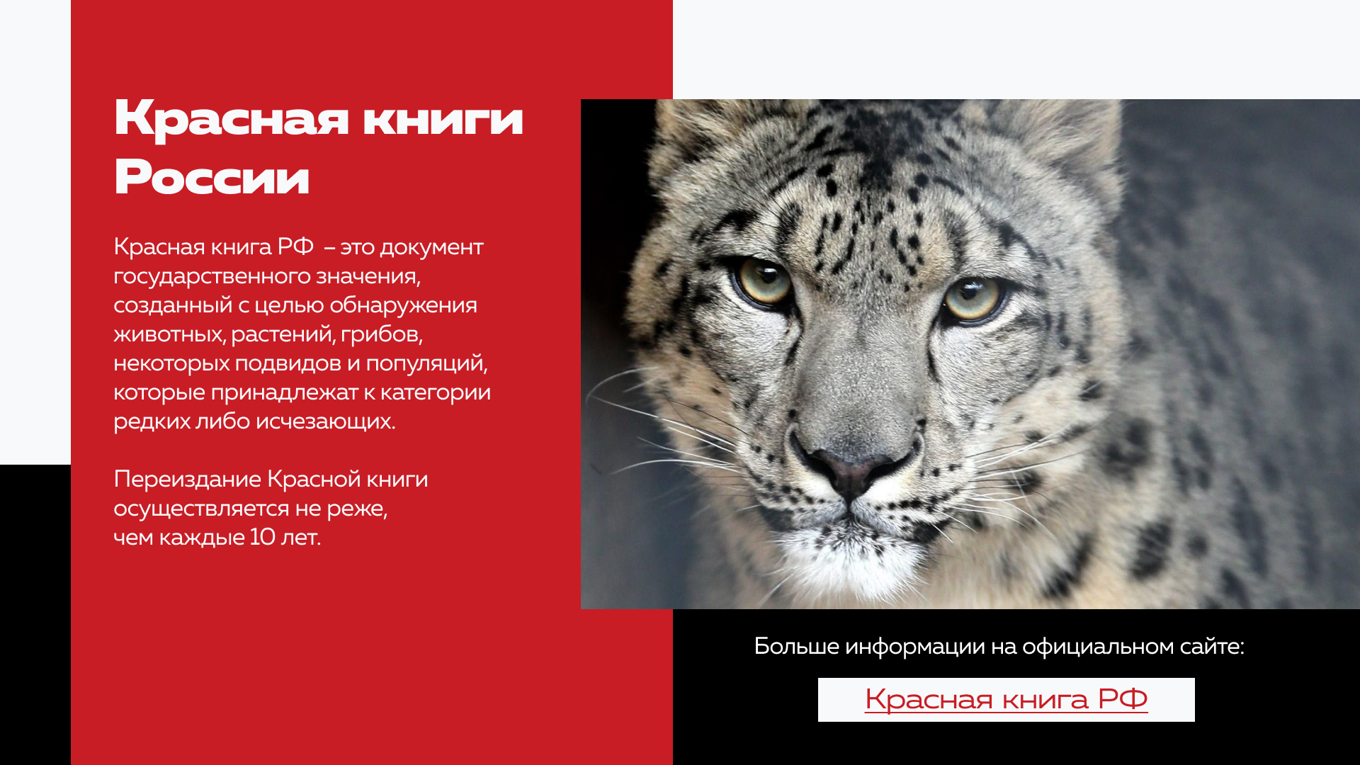 Презентация о краснокнижных животных России — Изображение №13 — Графика, Маркетинг на Dprofile