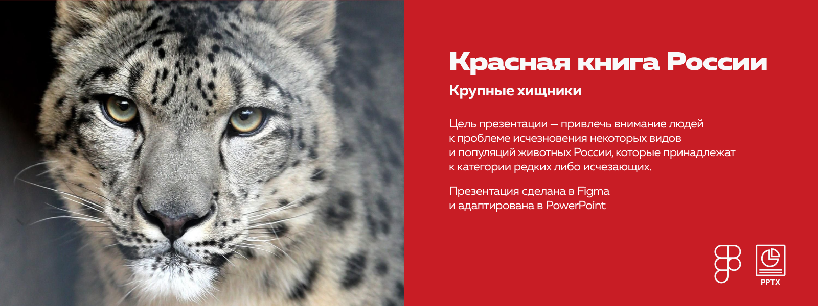 Презентация о краснокнижных животных России — Изображение №1 — Графика, Маркетинг на Dprofile