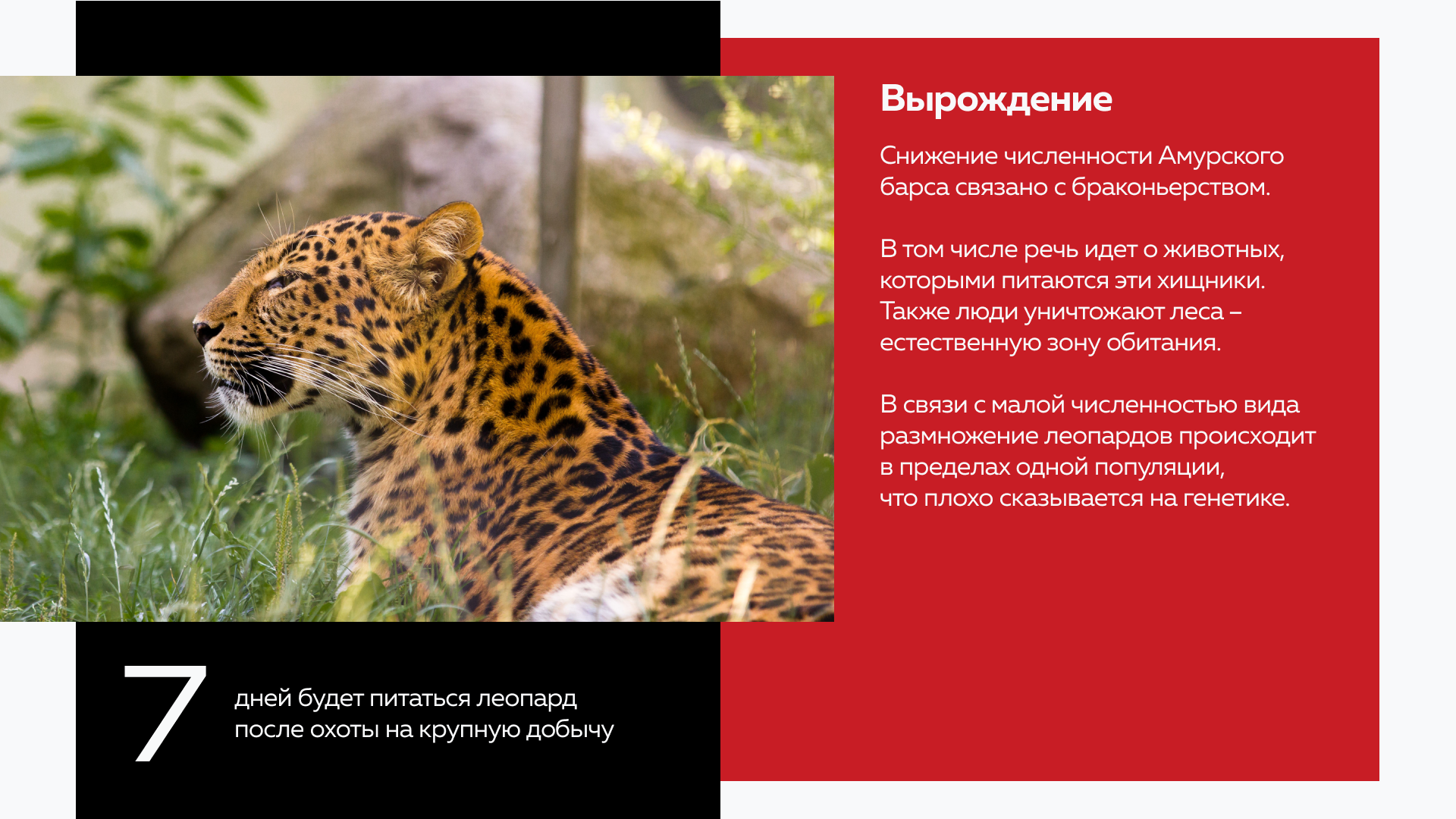 Презентация о краснокнижных животных России — Изображение №6 — Графика, Маркетинг на Dprofile