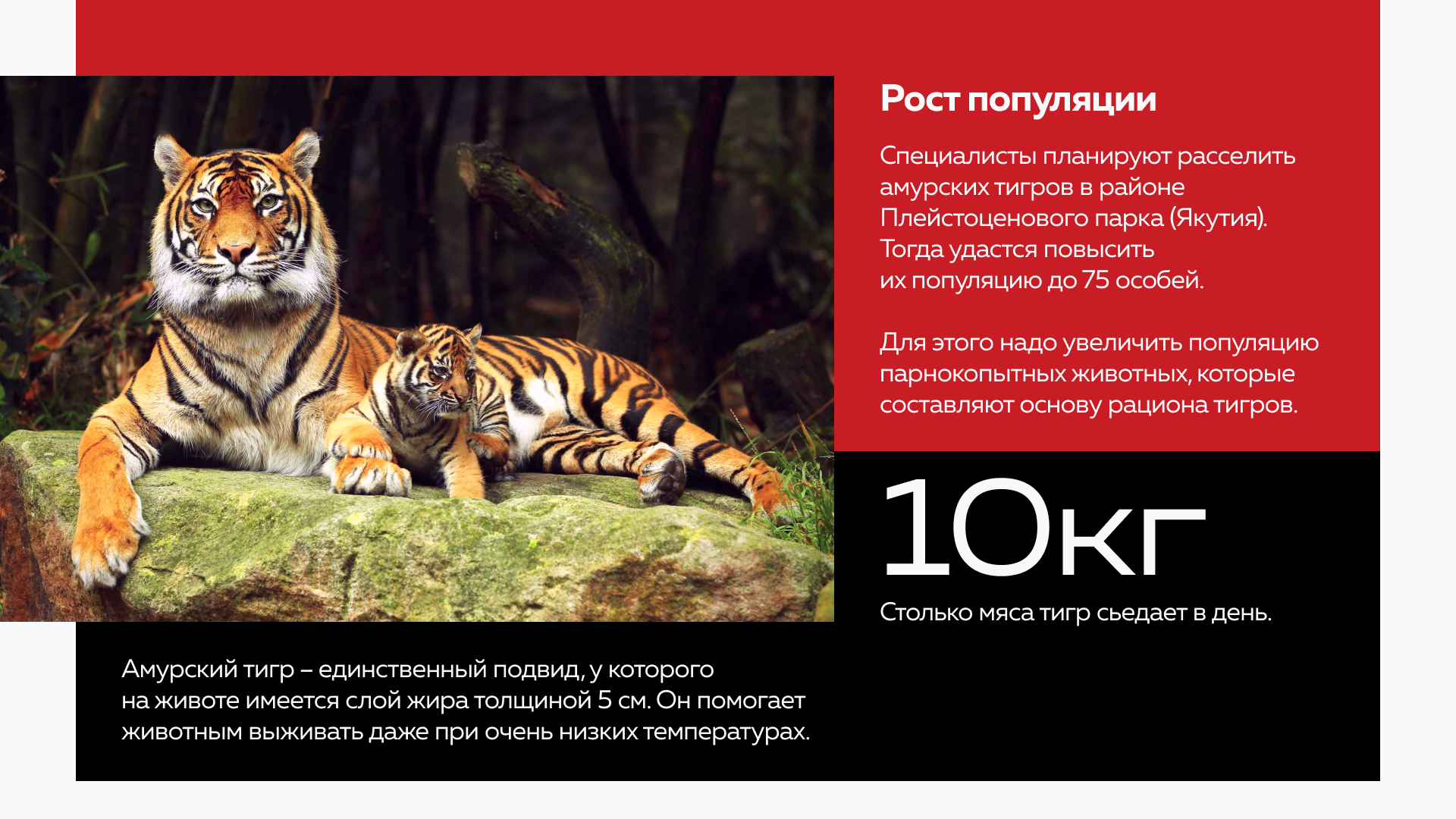 Презентация о краснокнижных животных России — Изображение №4 — Графика, Маркетинг на Dprofile