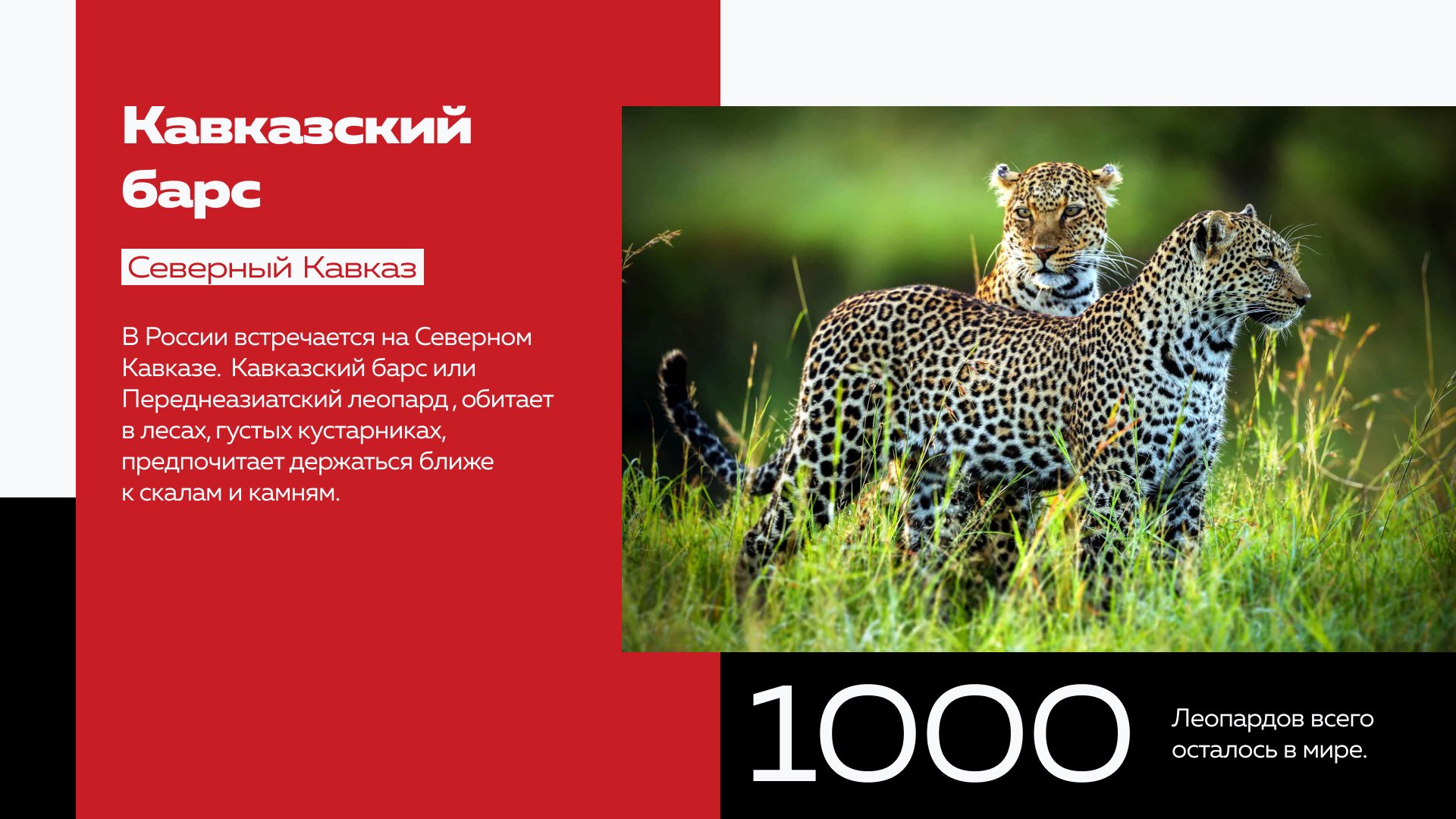 Презентация о краснокнижных животных России — Изображение №9 — Графика, Маркетинг на Dprofile