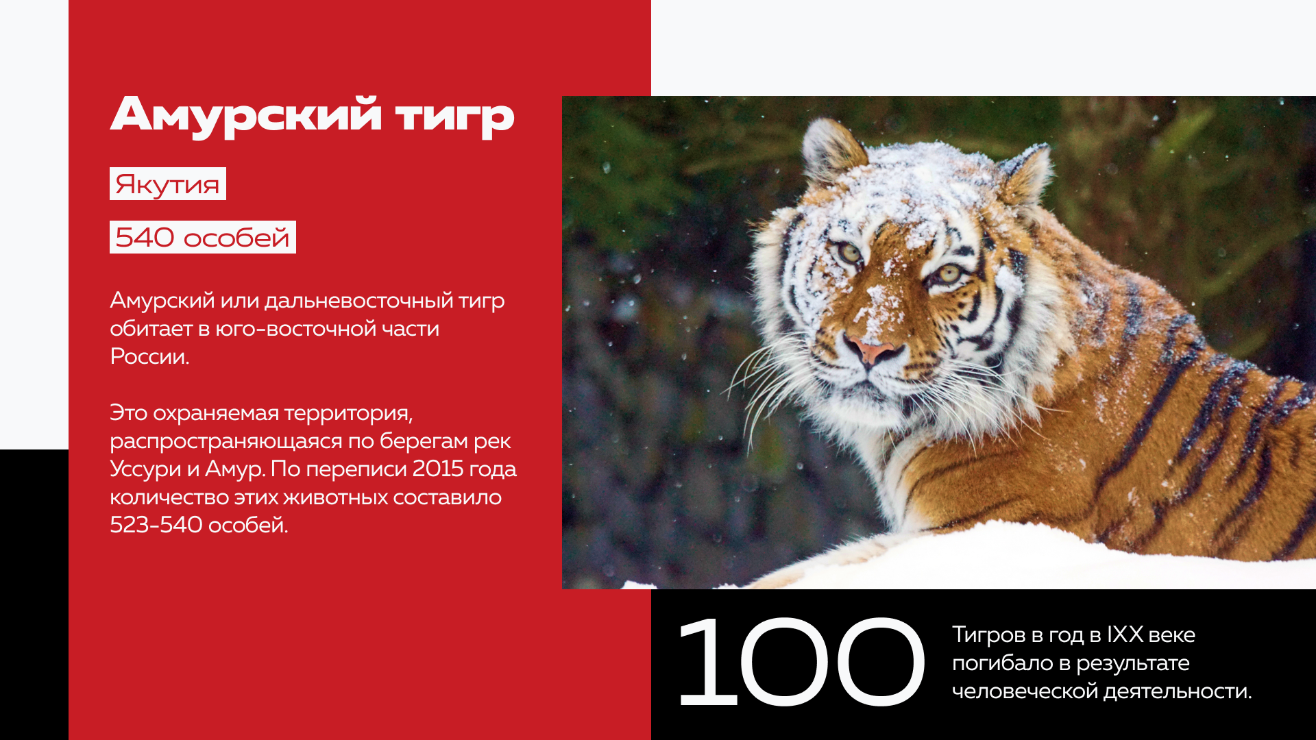 Презентация о краснокнижных животных России — Изображение №3 — Графика, Маркетинг на Dprofile
