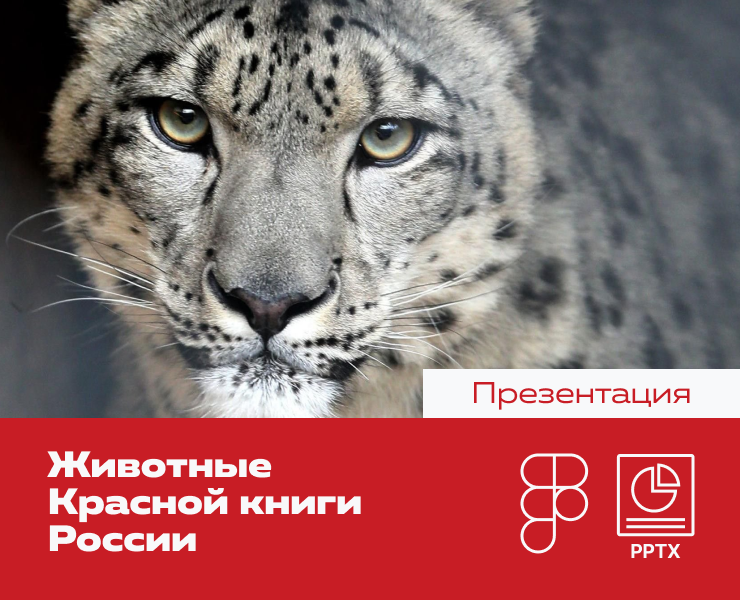 Презентация о краснокнижных животных России на Dprofile
