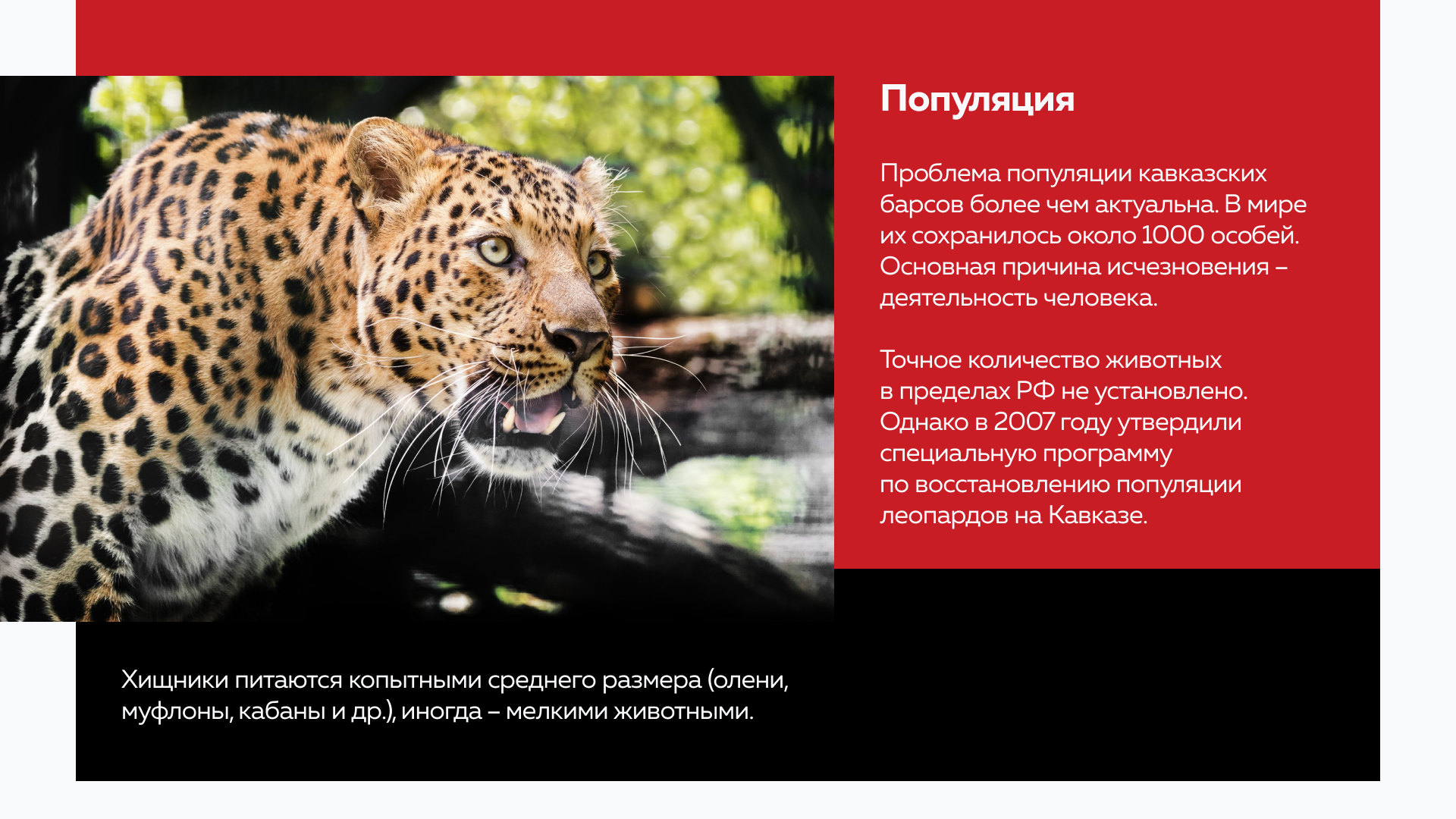 Презентация о краснокнижных животных России — Изображение №10 — Графика, Маркетинг на Dprofile