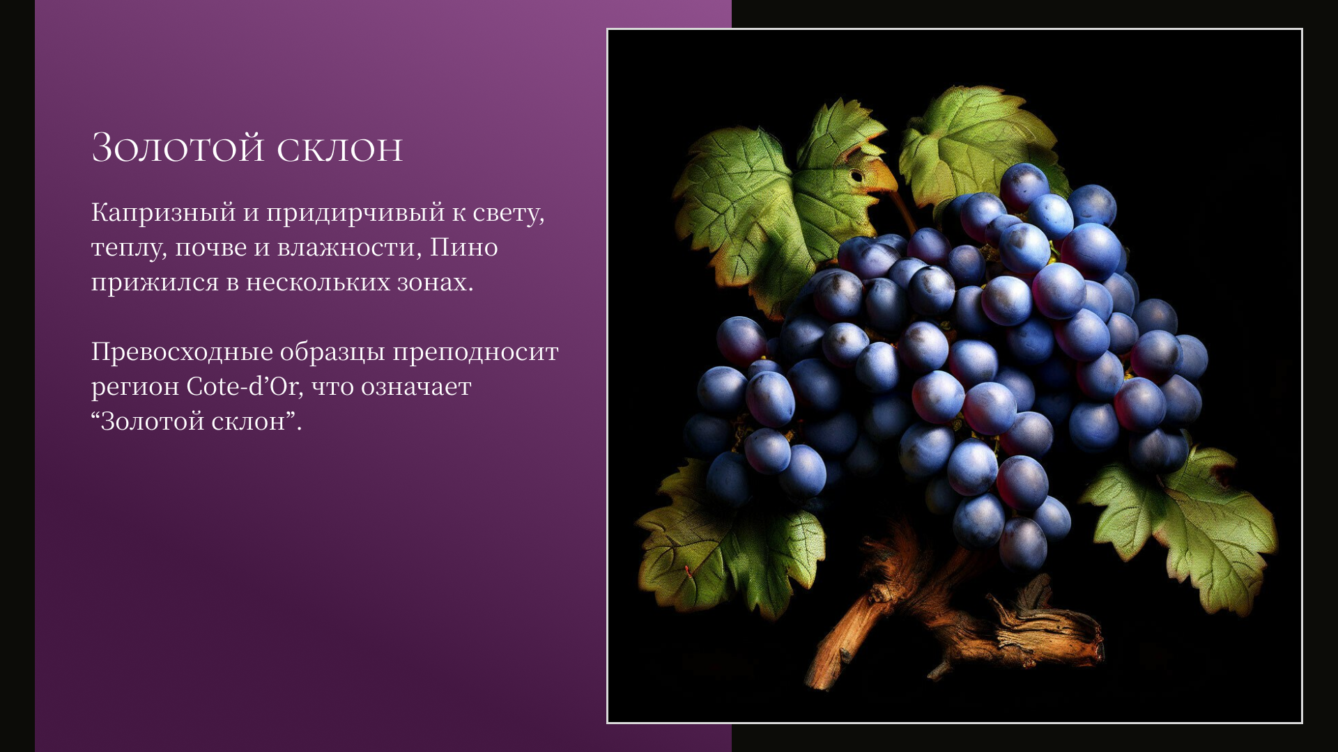 Презентация о сорте винограда Pinot Noir — Изображение №5 — Графика, Маркетинг на Dprofile