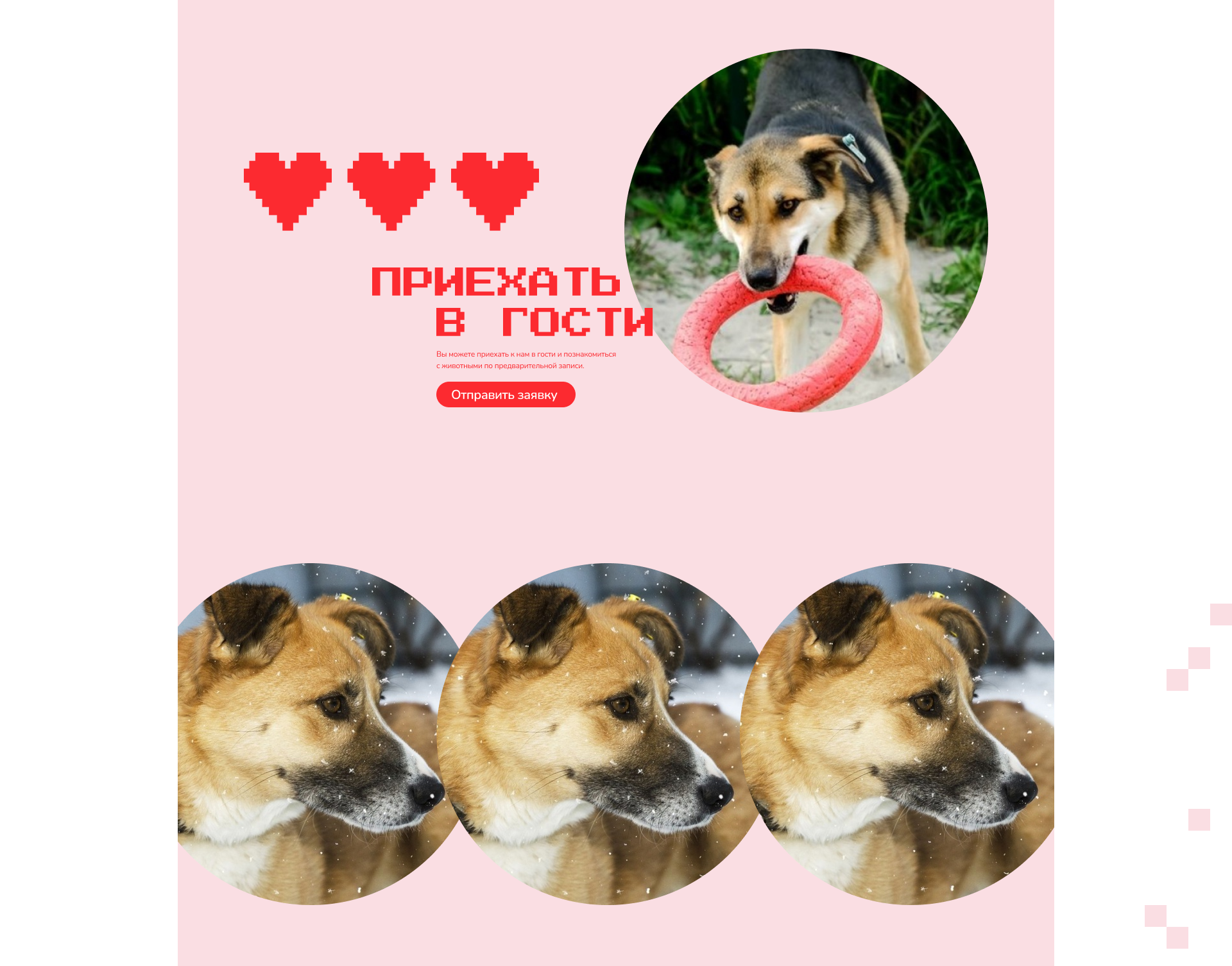 Сайт приюта для животных / Website — Изображение №10 — Интерфейсы, Брендинг на Dprofile