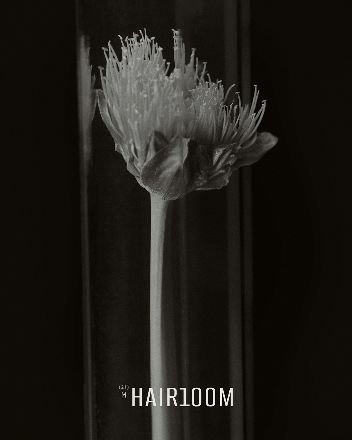 HAIRLOOM — Изображение №4 — Брендинг, Графика на Dprofile